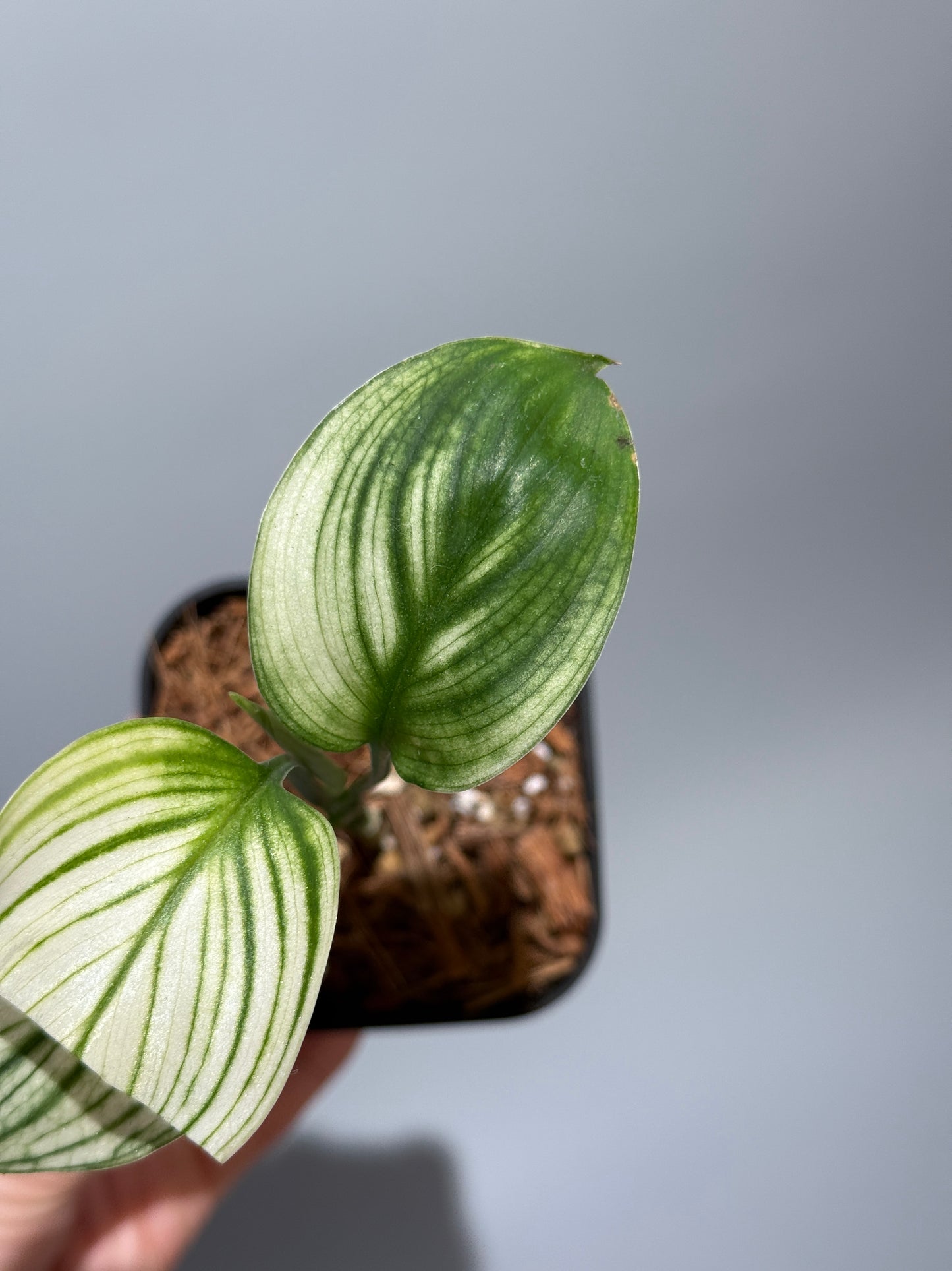 スキンダプサス ホワイトモンスター / Scindapsus whitemonster (2)