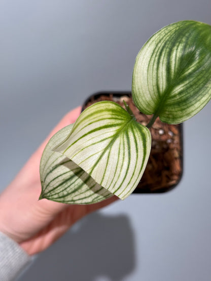 スキンダプサス ホワイトモンスター / Scindapsus whitemonster (2)