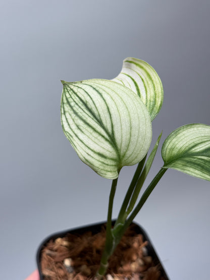 スキンダプサス ホワイトモンスター / Scindapsus whitemonster (2)