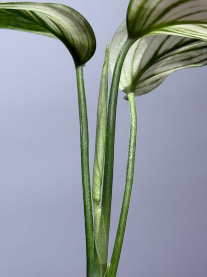 スキンダプサス ホワイトモンスター / Scindapsus whitemonster (2)