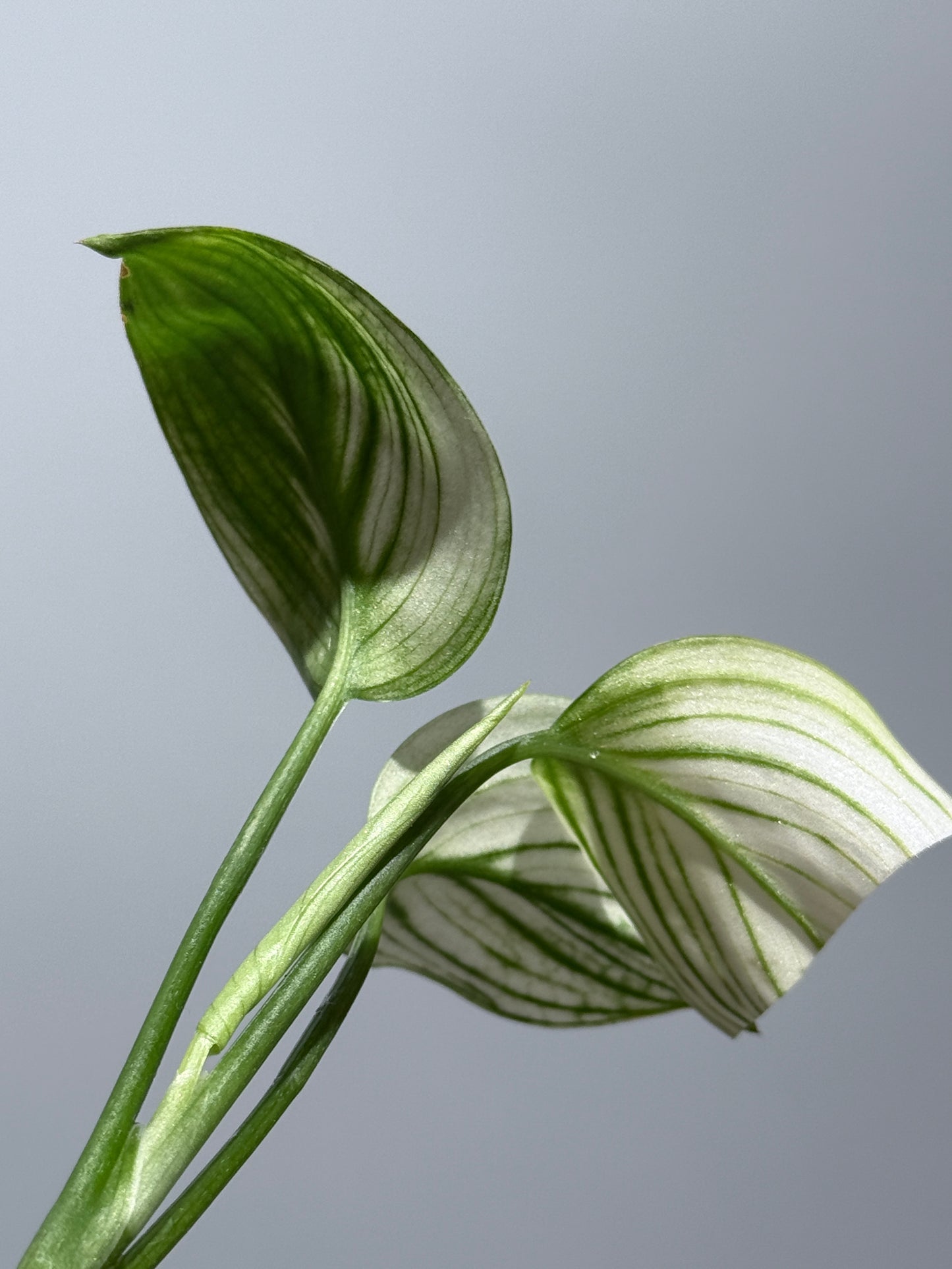 スキンダプサス ホワイトモンスター / Scindapsus whitemonster (2)