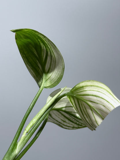 スキンダプサス ホワイトモンスター / Scindapsus whitemonster (2)