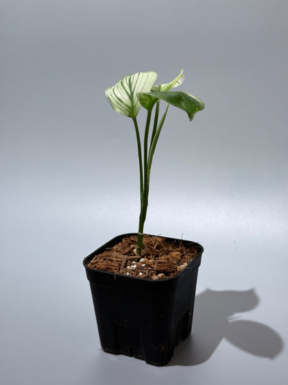 スキンダプサス ホワイトモンスター / Scindapsus whitemonster (2)