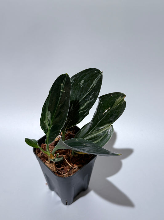 スキンダプサス トレビー ダークフォーム ミューテーション/Scindapsus Treubii darkform mutation (1)