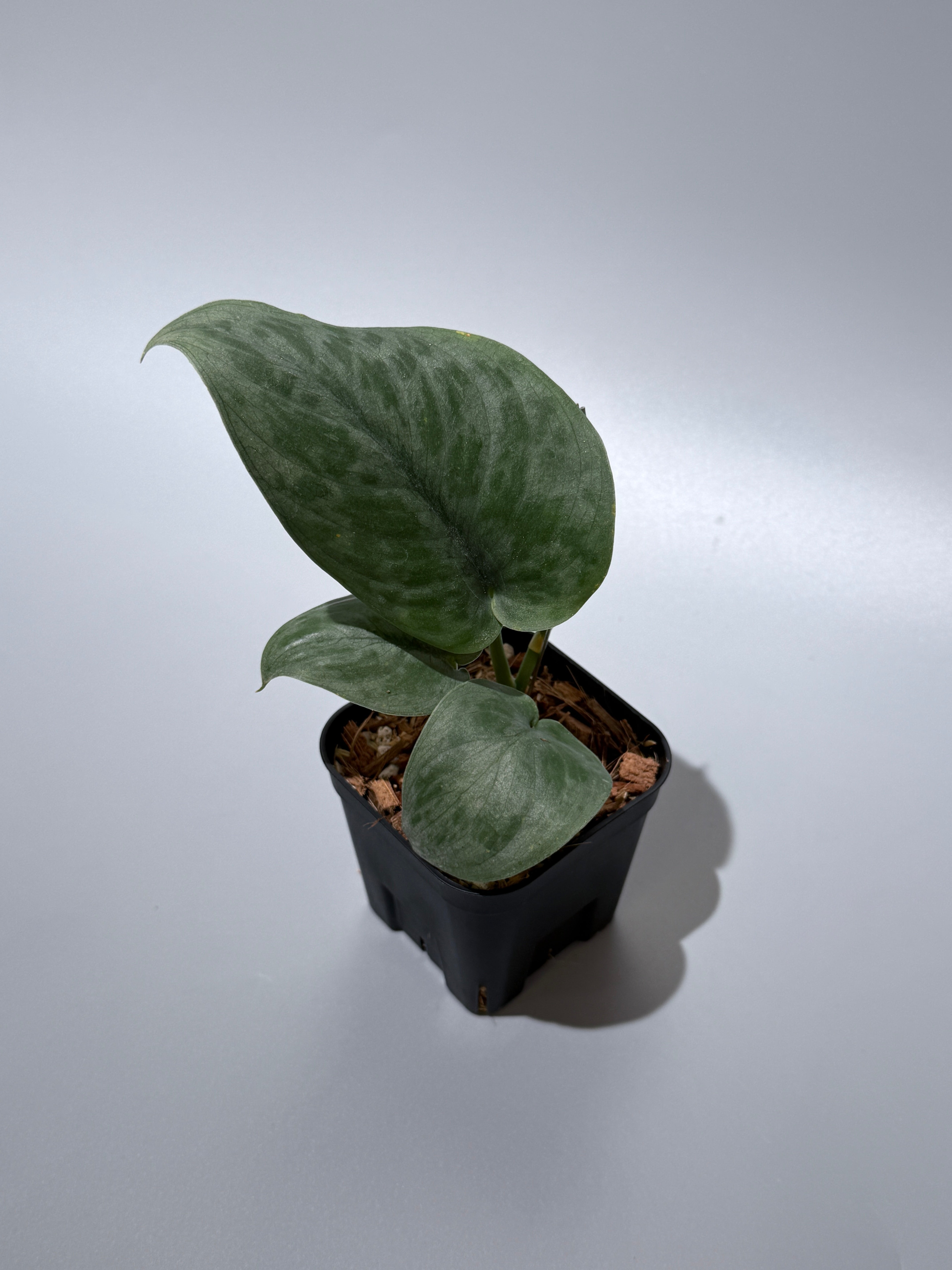 All Plants – Nakayama-Plants