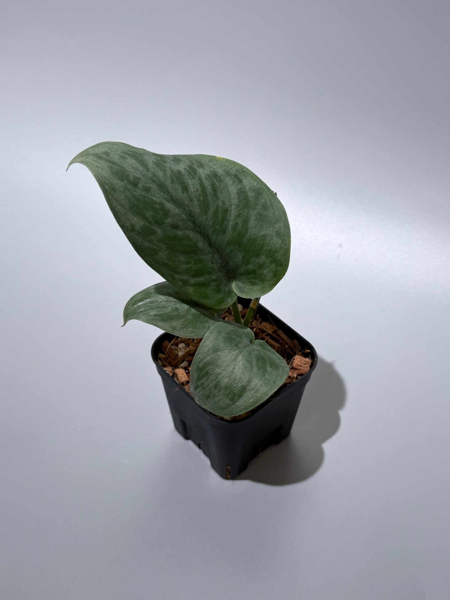 スキンダプサス  タトゥー / Scindapsus Tatoo (1)