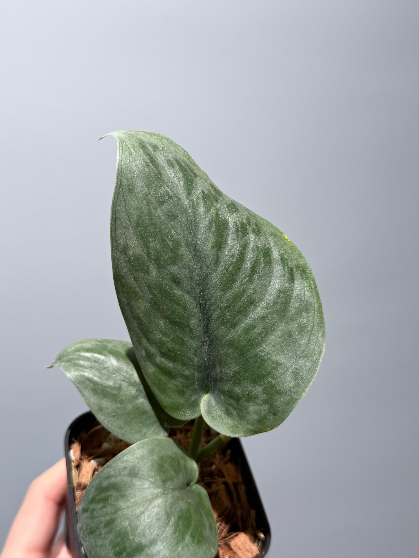 スキンダプサス  タトゥー / Scindapsus Tatoo (1)