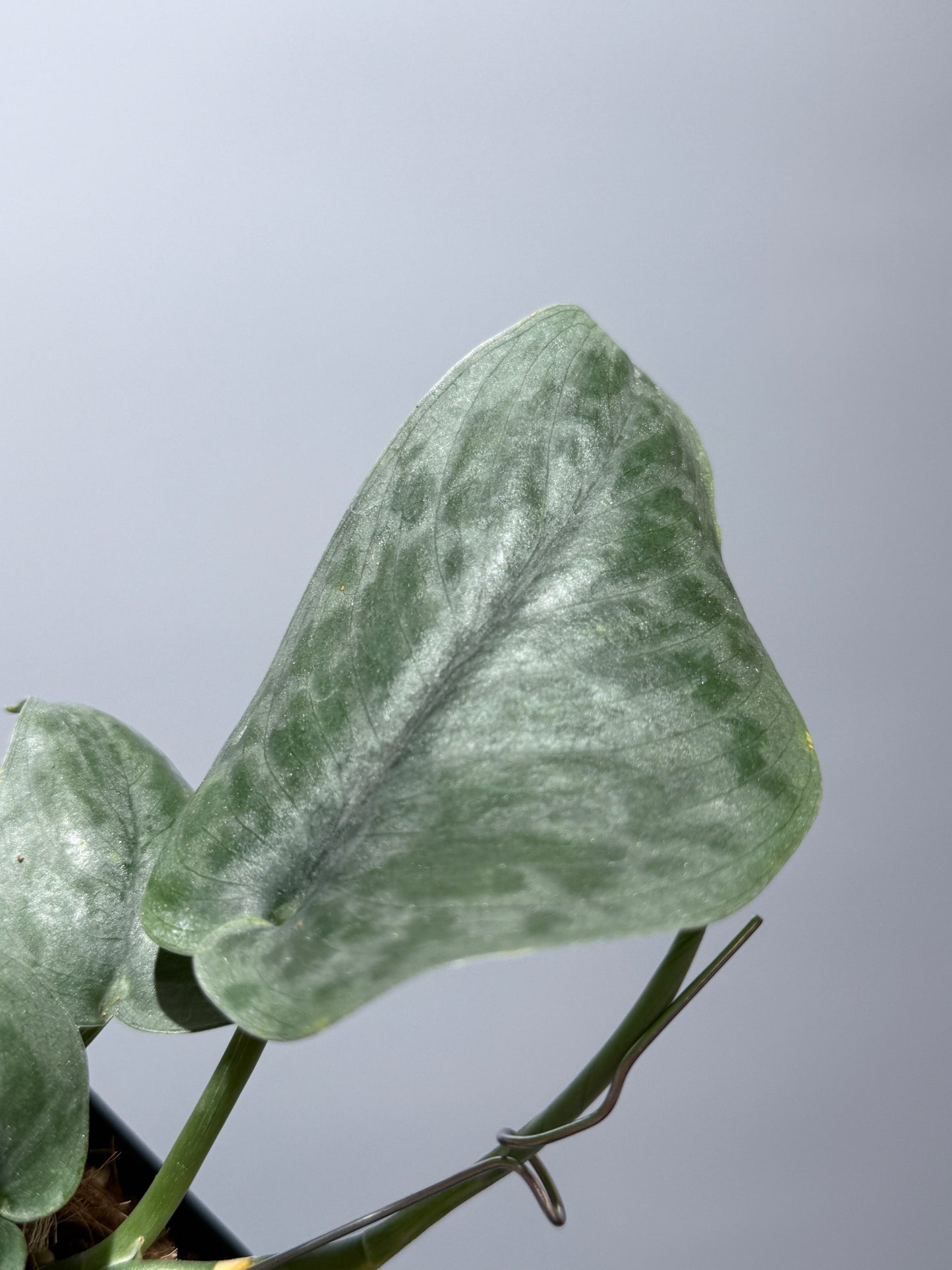 スキンダプサス  タトゥー / Scindapsus Tatoo (1)