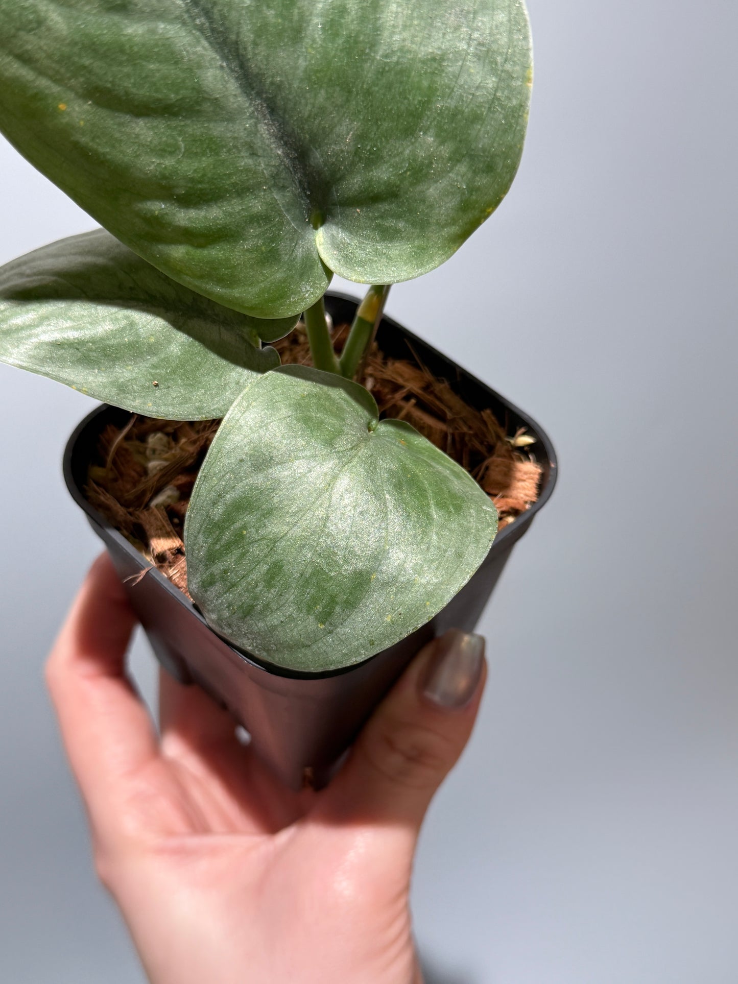 スキンダプサス  タトゥー / Scindapsus Tatoo (1)