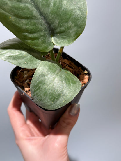 スキンダプサス  タトゥー / Scindapsus Tatoo (1)