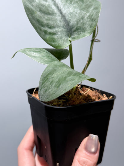 スキンダプサス  タトゥー / Scindapsus Tatoo (1)