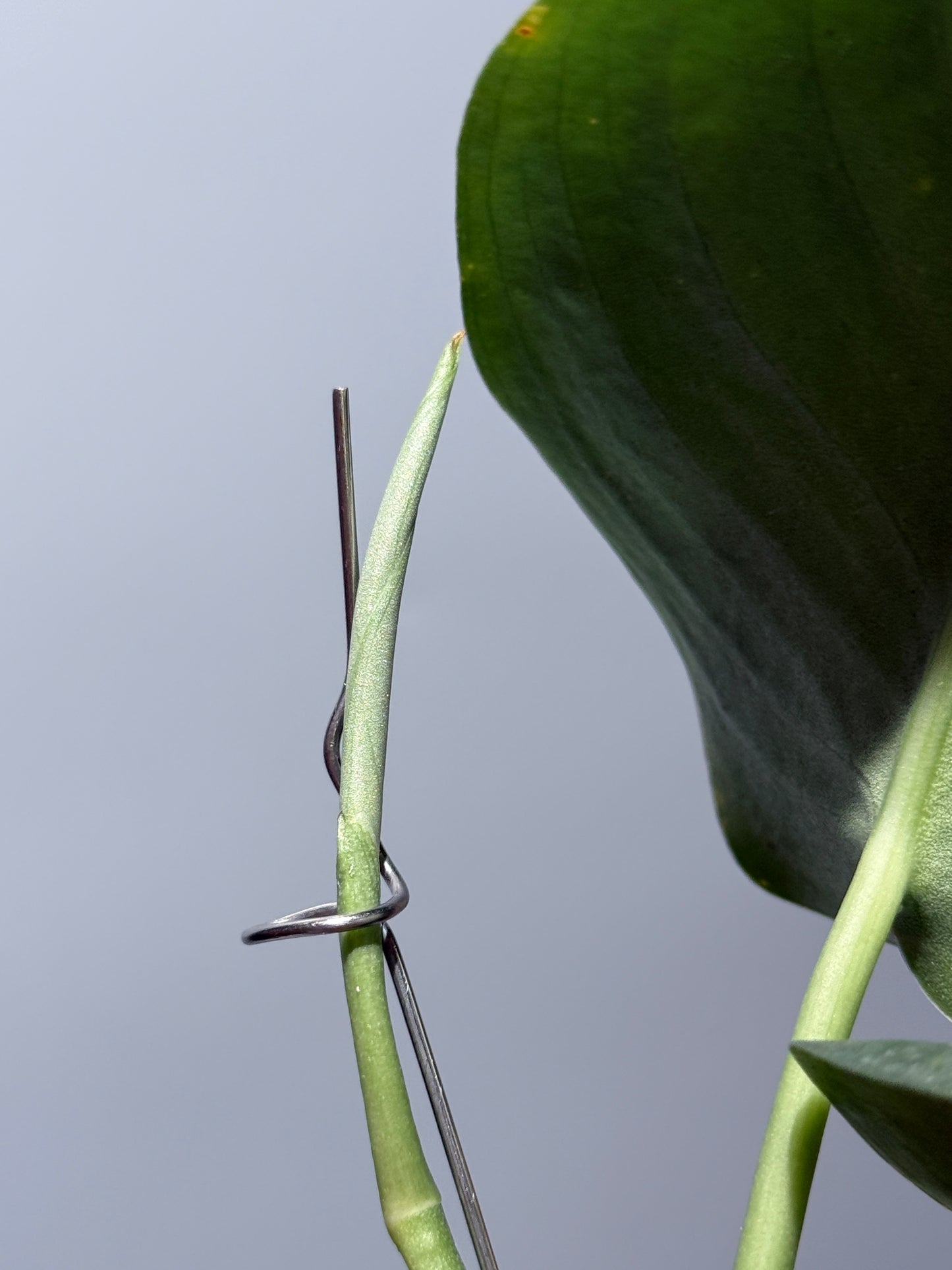 スキンダプサス  タトゥー / Scindapsus Tatoo (1)
