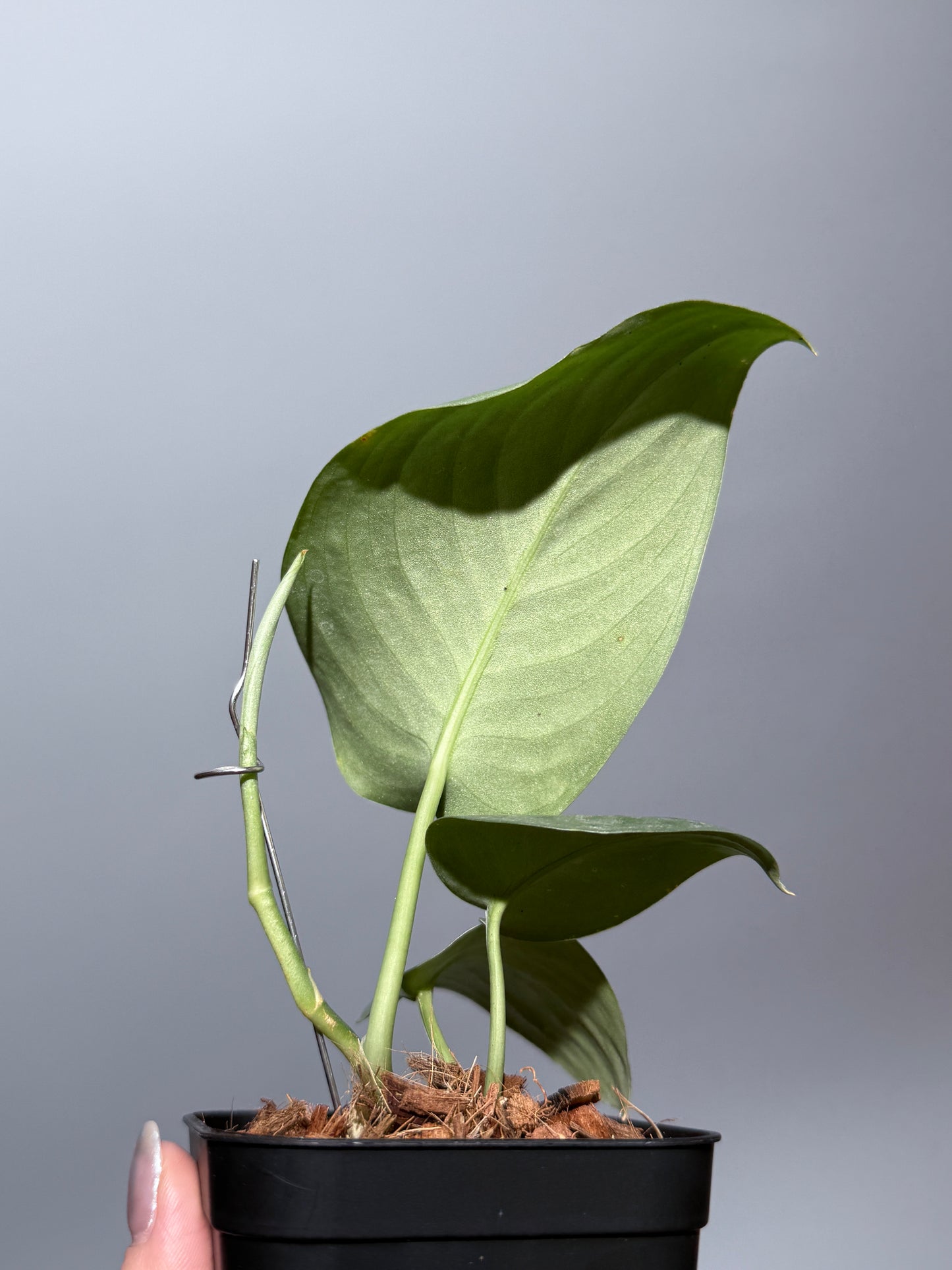 スキンダプサス  タトゥー / Scindapsus Tatoo (1)