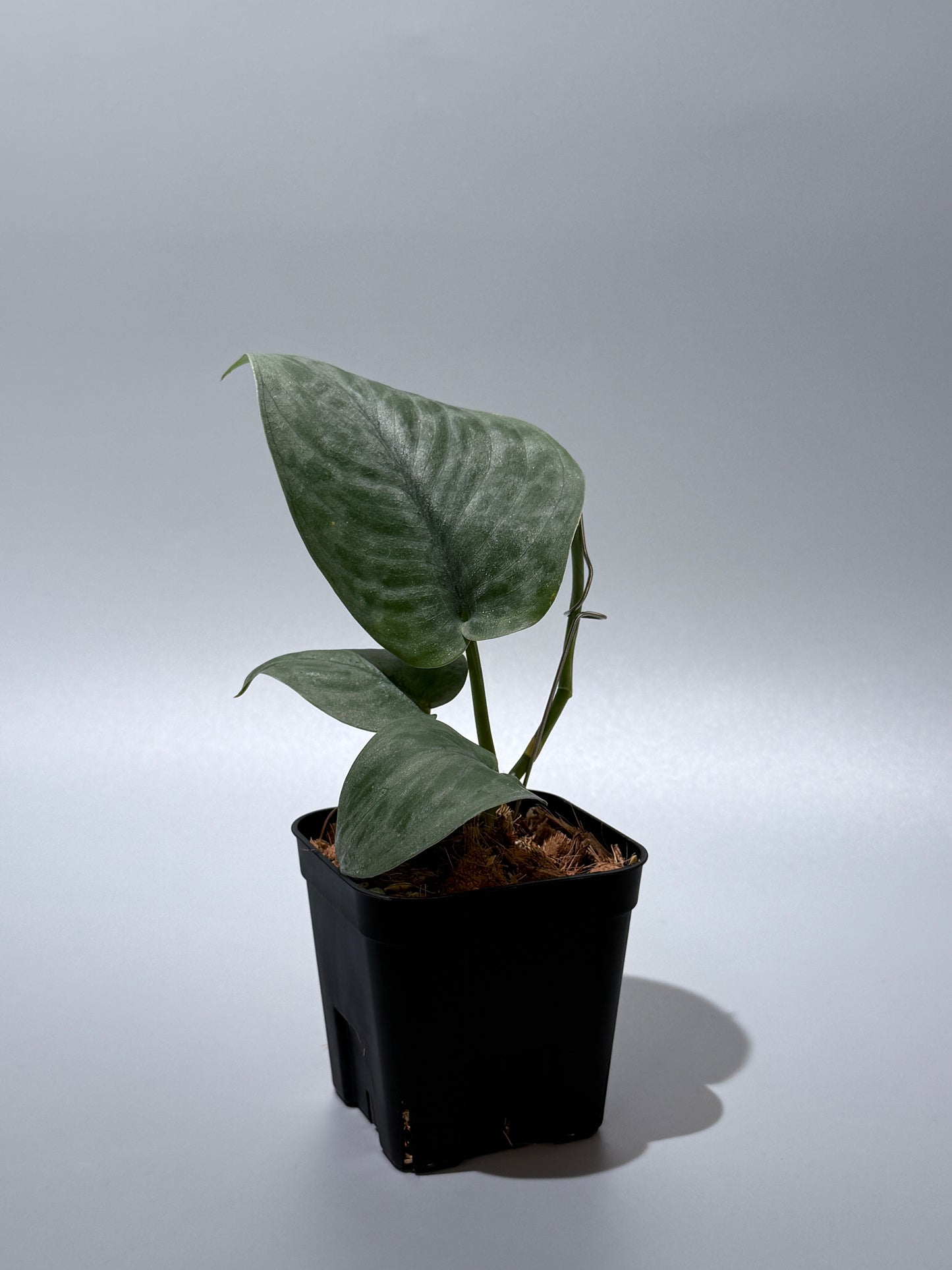 スキンダプサス  タトゥー / Scindapsus Tatoo (1)