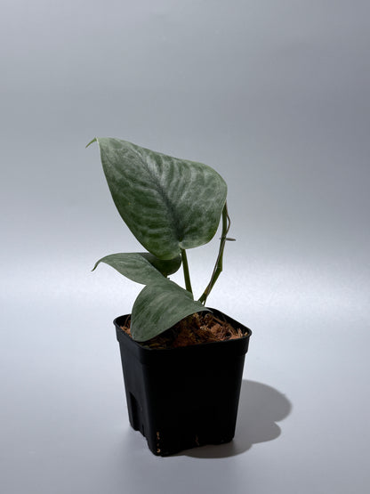 スキンダプサス  タトゥー / Scindapsus Tatoo (1)