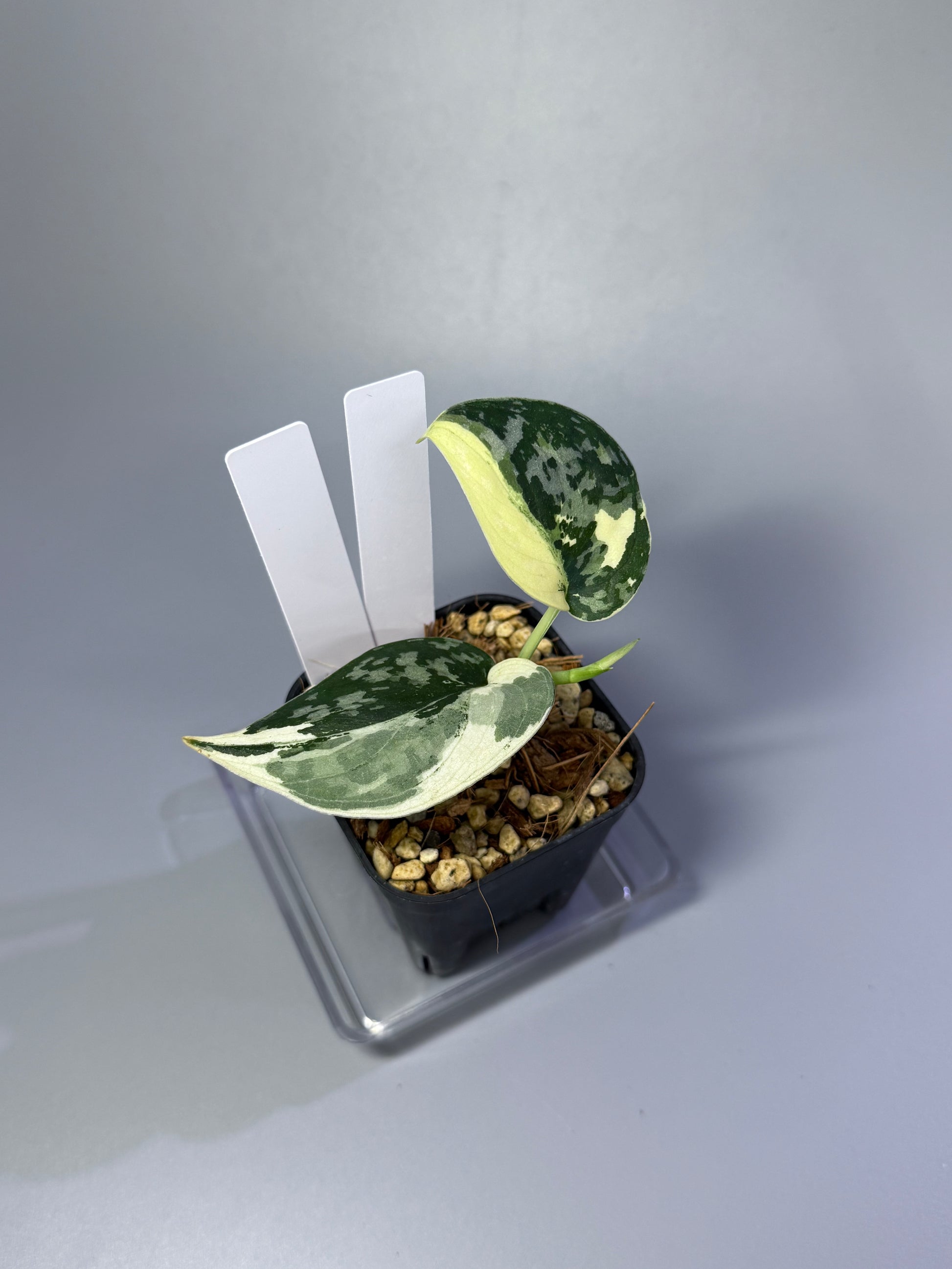 スキンダプサス マヤリ SCINDAPSUS MAYARI Amazon｜スキンダプサス マヤリ斑入りScindapsus Pictus