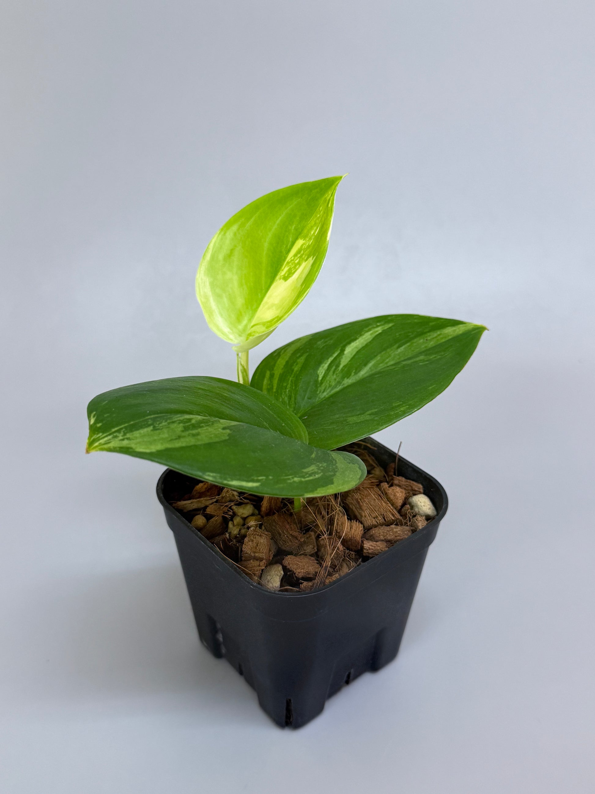 スキンダプサス ルビコン 斑入り / Scindapsus rubico var. (1