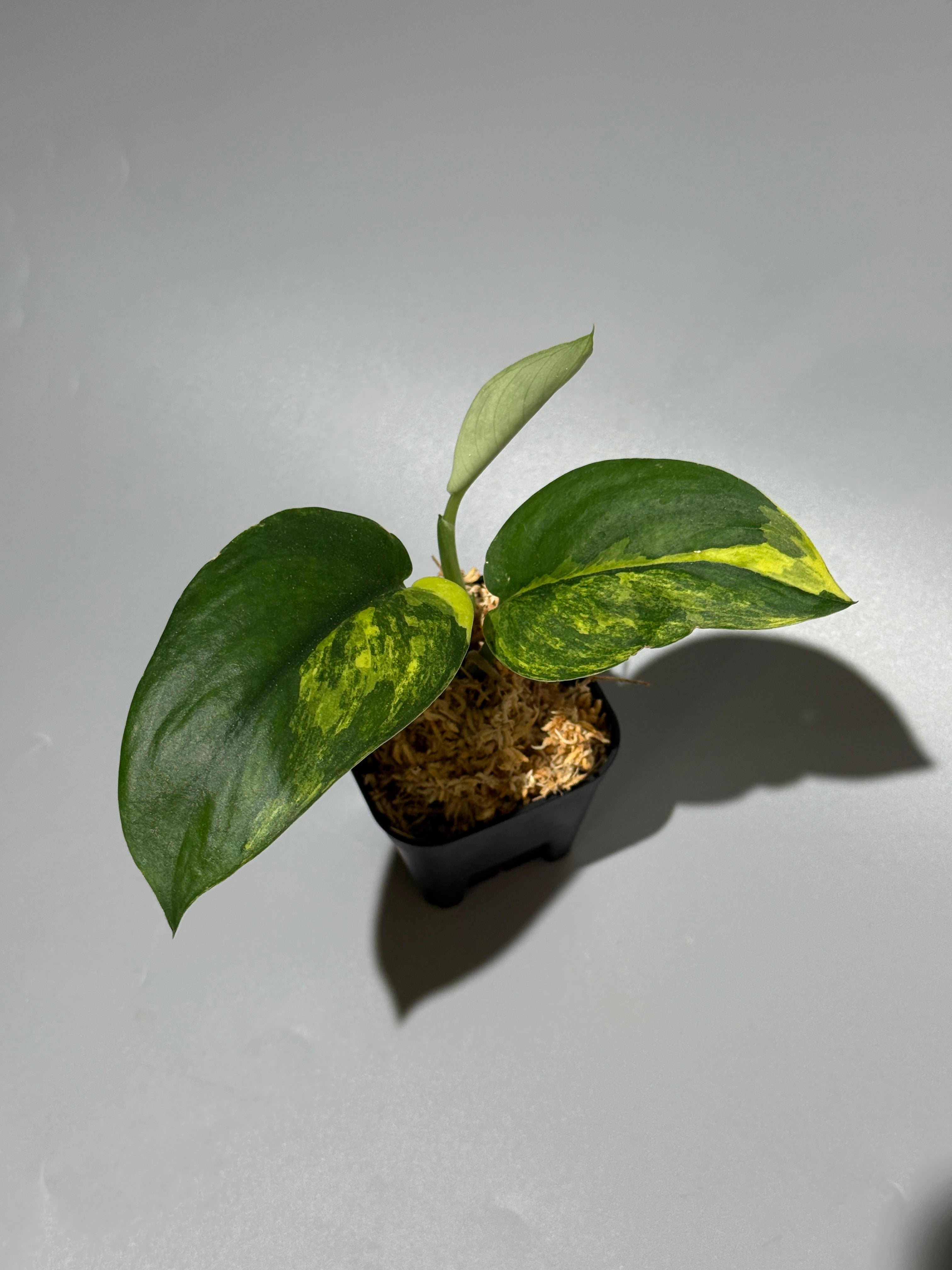 初めてのスキンダプサス – Nakayama-Plants