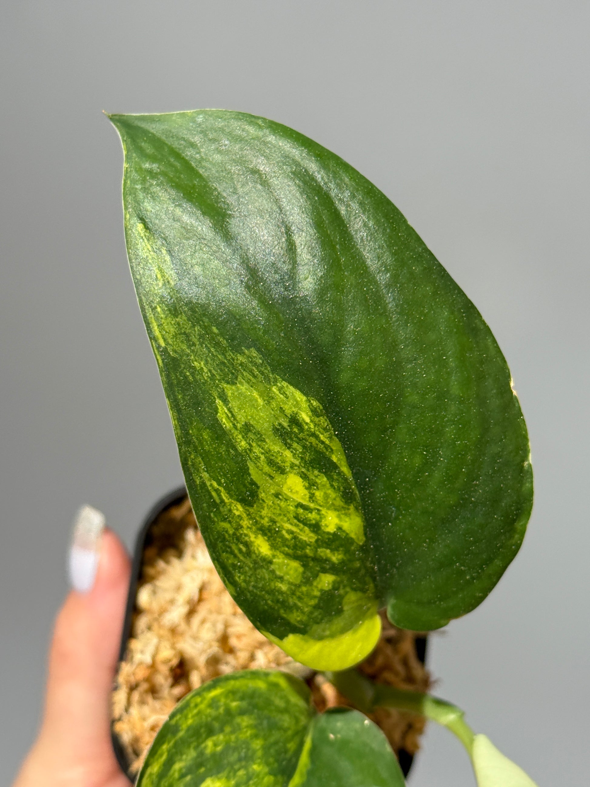 スキンダプサス ジェイドサテン オーレア  / Scindapsus Jadesatin aurea (1)