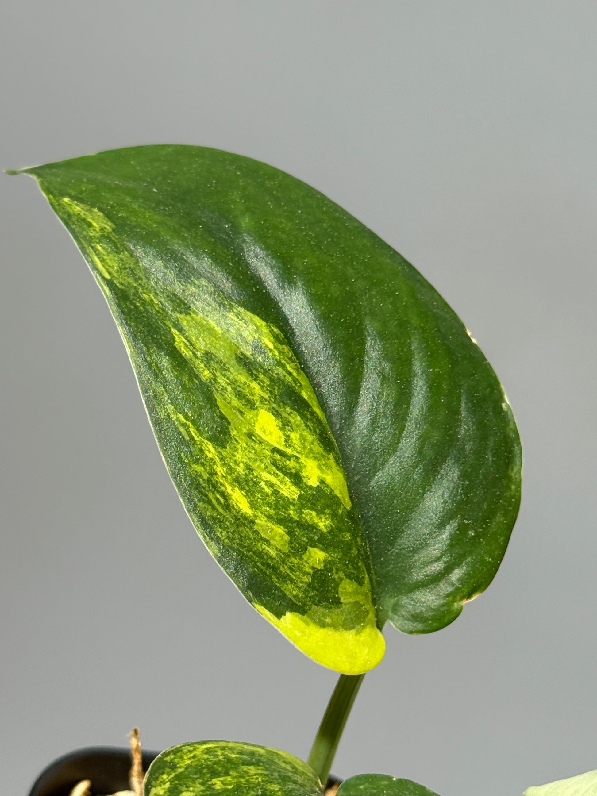 スキンダプサス ジェイドサテン オーレア  / Scindapsus Jadesatin aurea (1)