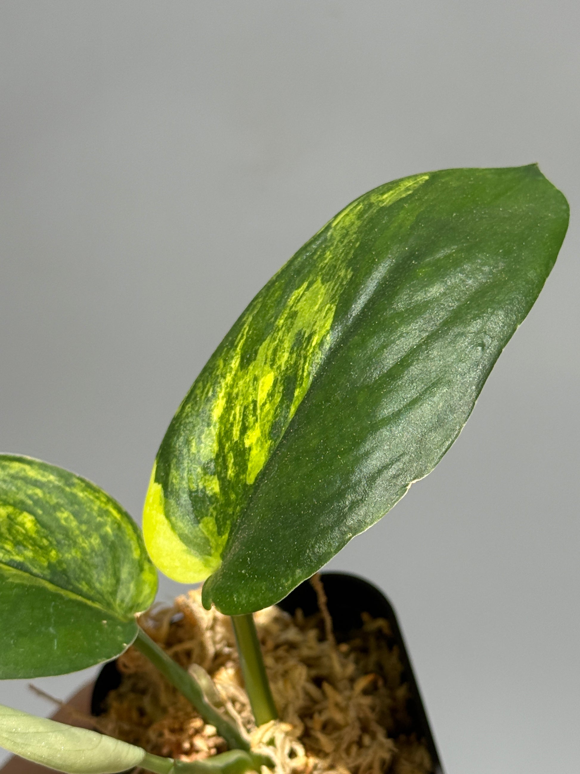 スキンダプサス ジェイドサテン オーレア  / Scindapsus Jadesatin aurea (1)
