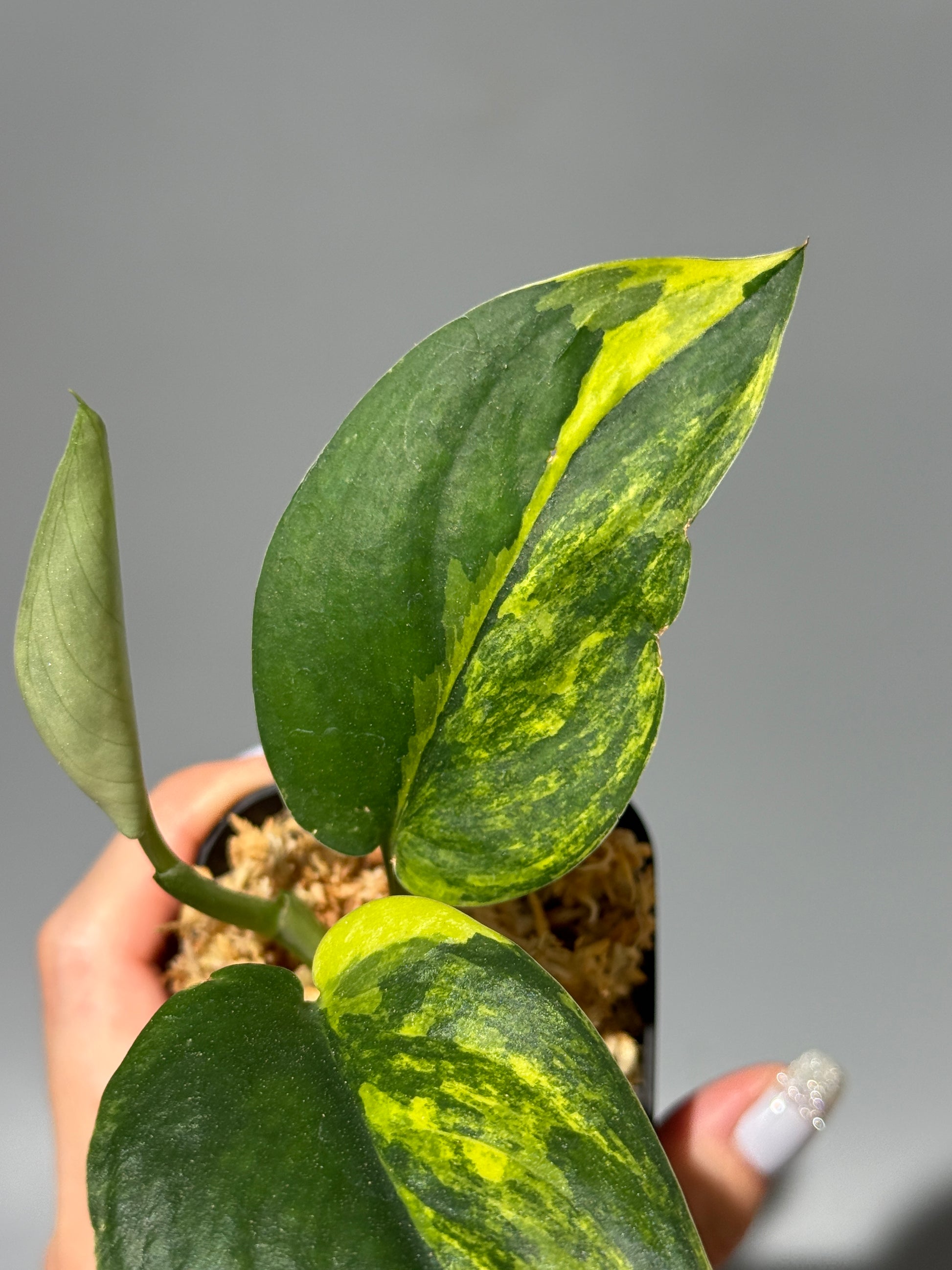 スキンダプサス ジェイドサテン オーレア  / Scindapsus Jadesatin aurea (1)
