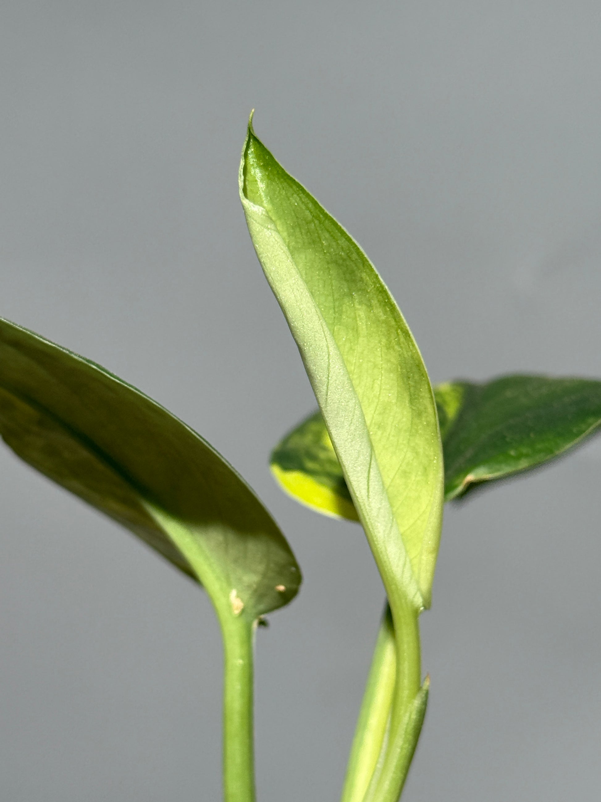 スキンダプサス ジェイドサテン オーレア  / Scindapsus Jadesatin aurea (1)