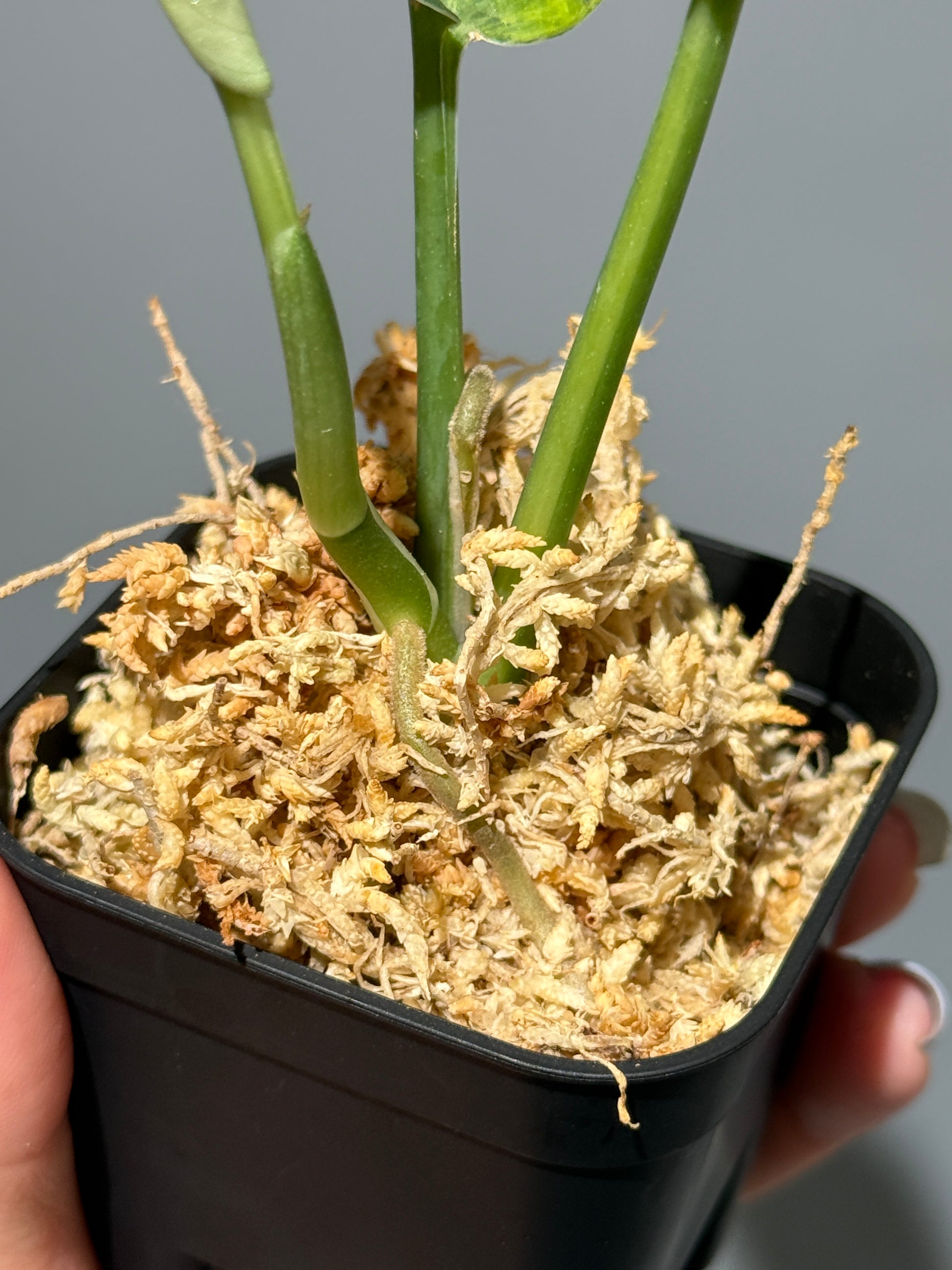 スキンダプサス ジェイドサテン オーレア  / Scindapsus Jadesatin aurea (1)