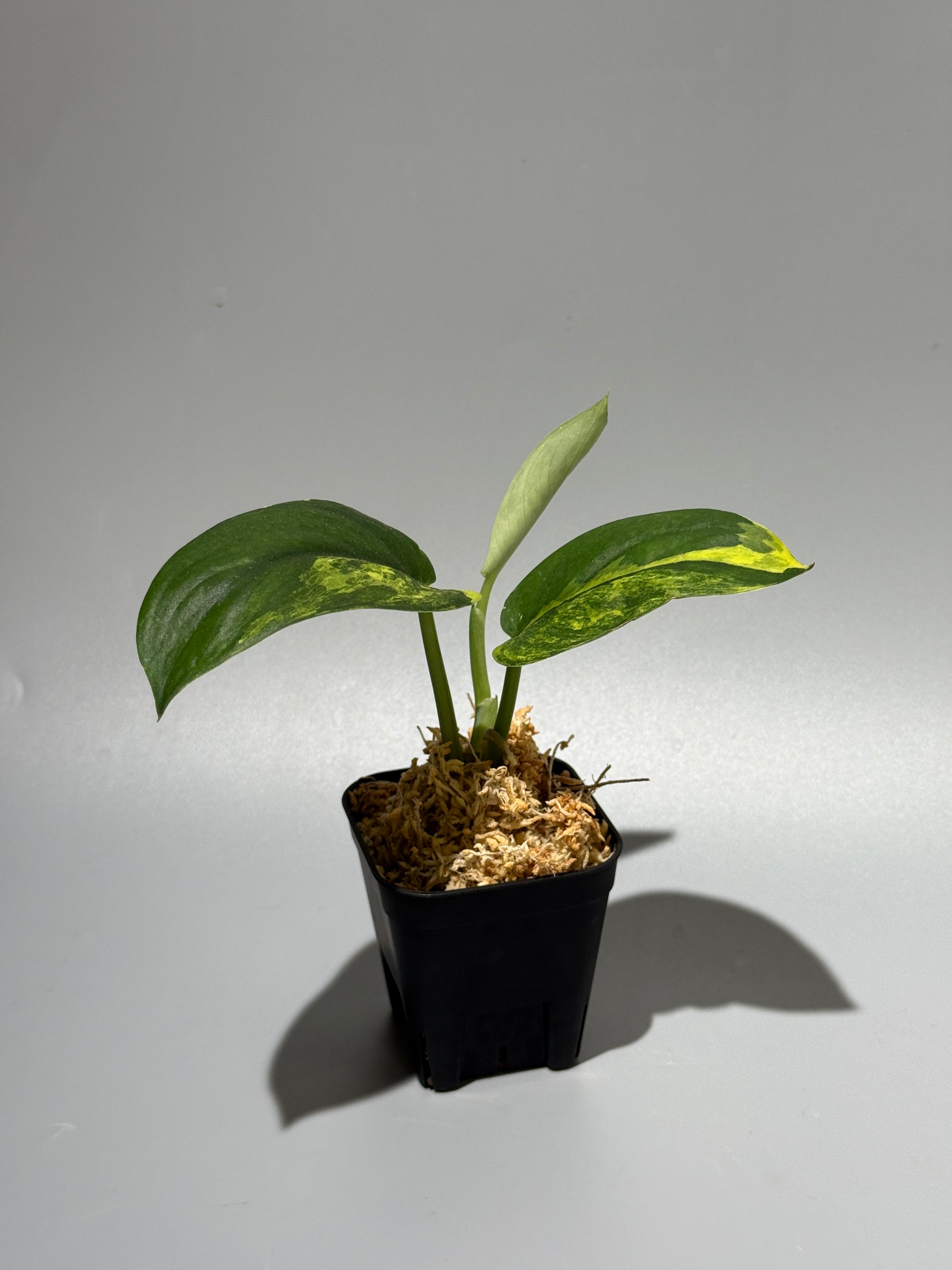 スキンダプサス ジェイドサテン オーレア  / Scindapsus Jadesatin aurea (1)