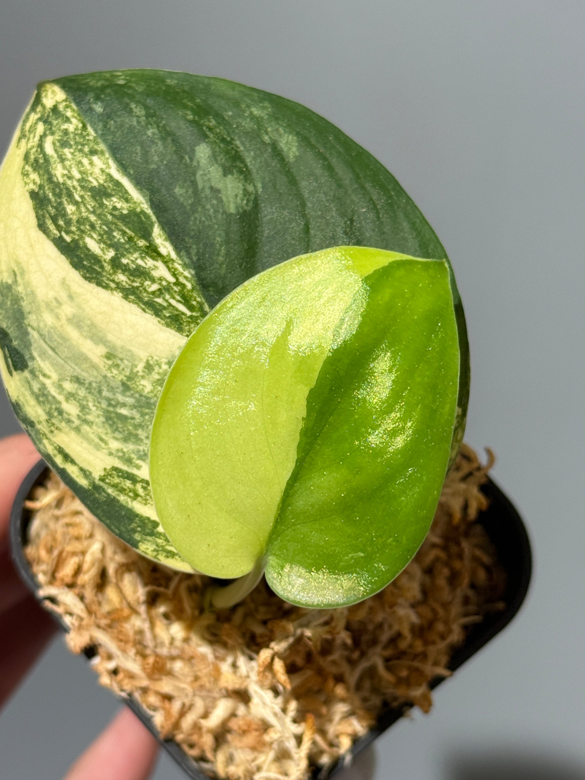 スキンダプサス ジェイドサテン オーレア  / Scindapsus Jadesatin aurea (2)