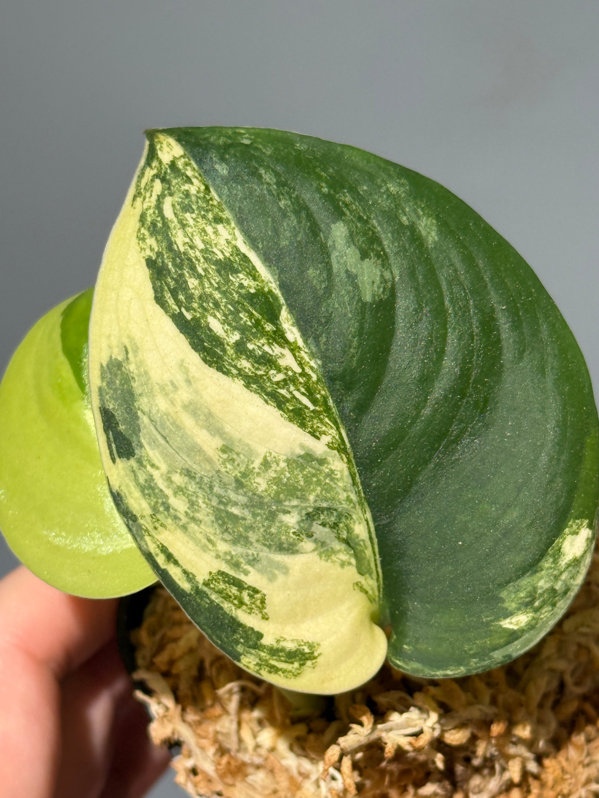 スキンダプサス ジェイドサテン オーレア  / Scindapsus Jadesatin aurea (2)