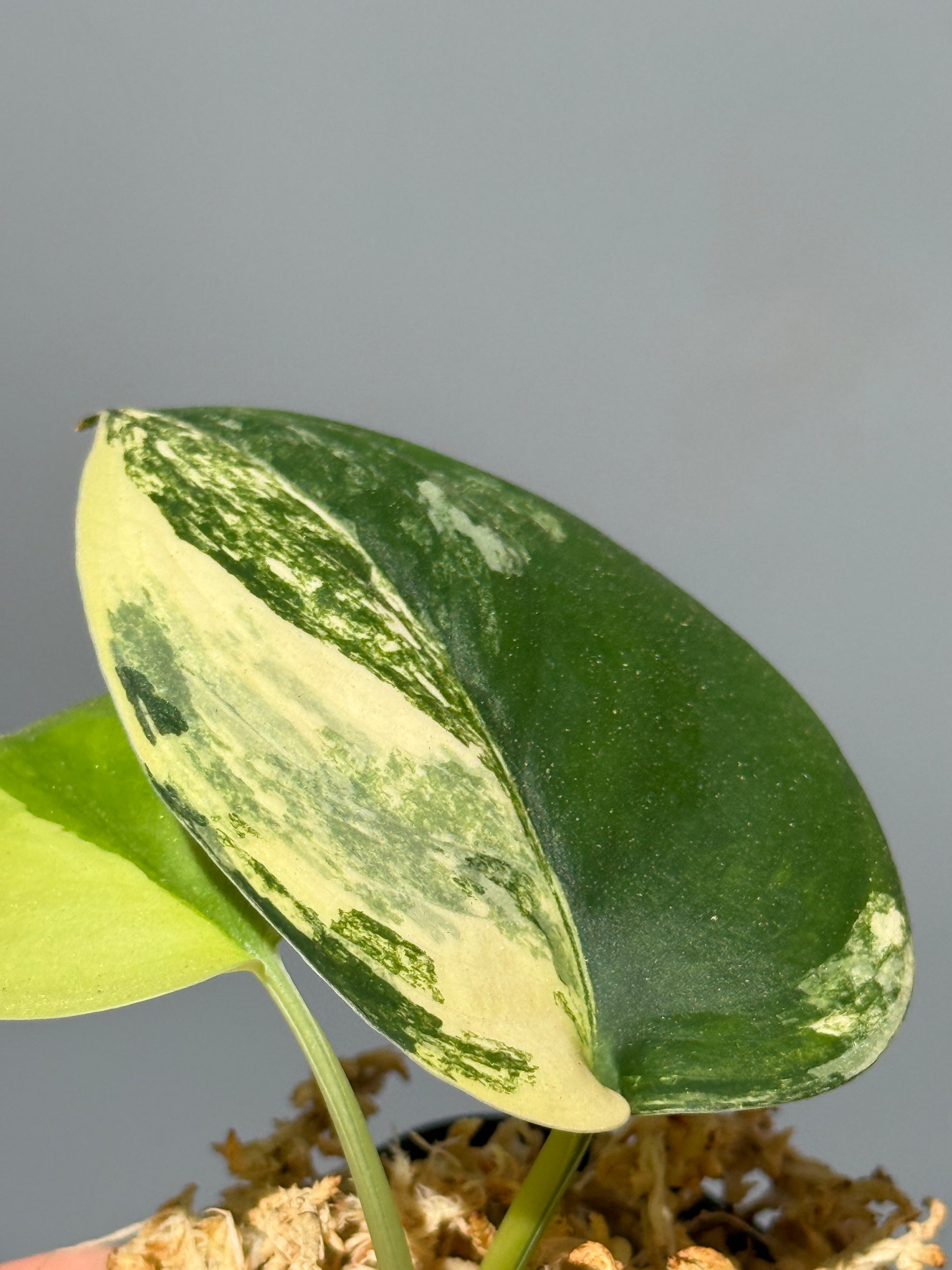 スキンダプサス ジェイドサテン オーレア  / Scindapsus Jadesatin aurea (2)