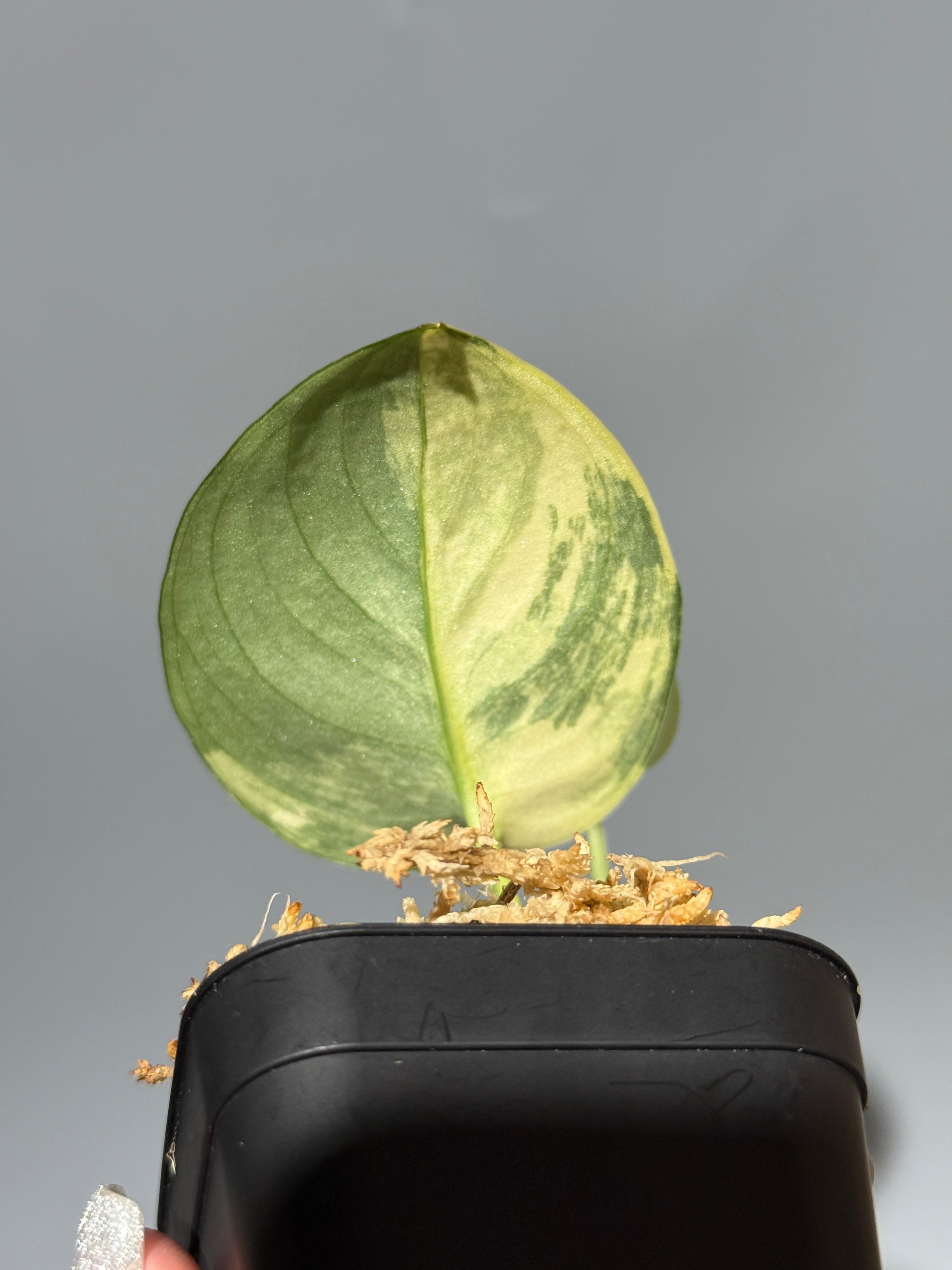 スキンダプサス ジェイドサテン オーレア  / Scindapsus Jadesatin aurea (2)