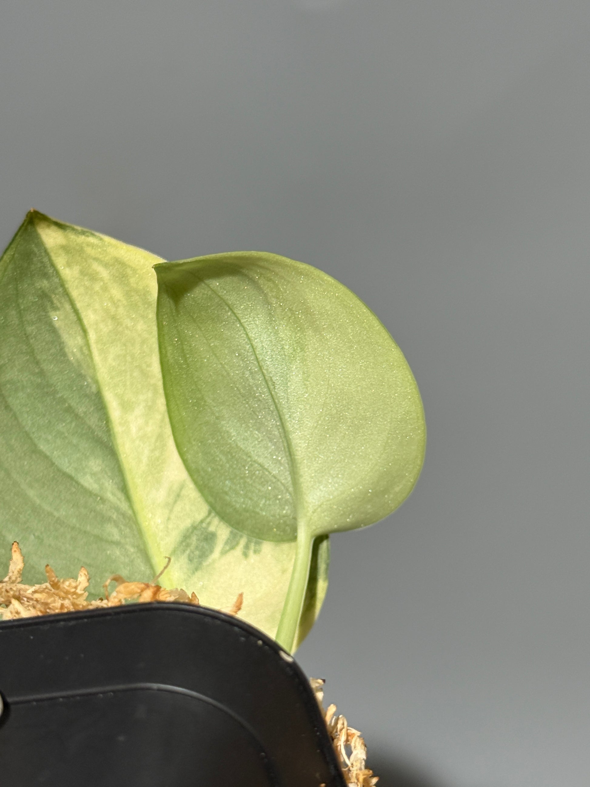 スキンダプサス ジェイドサテン オーレア  / Scindapsus Jadesatin aurea (2)