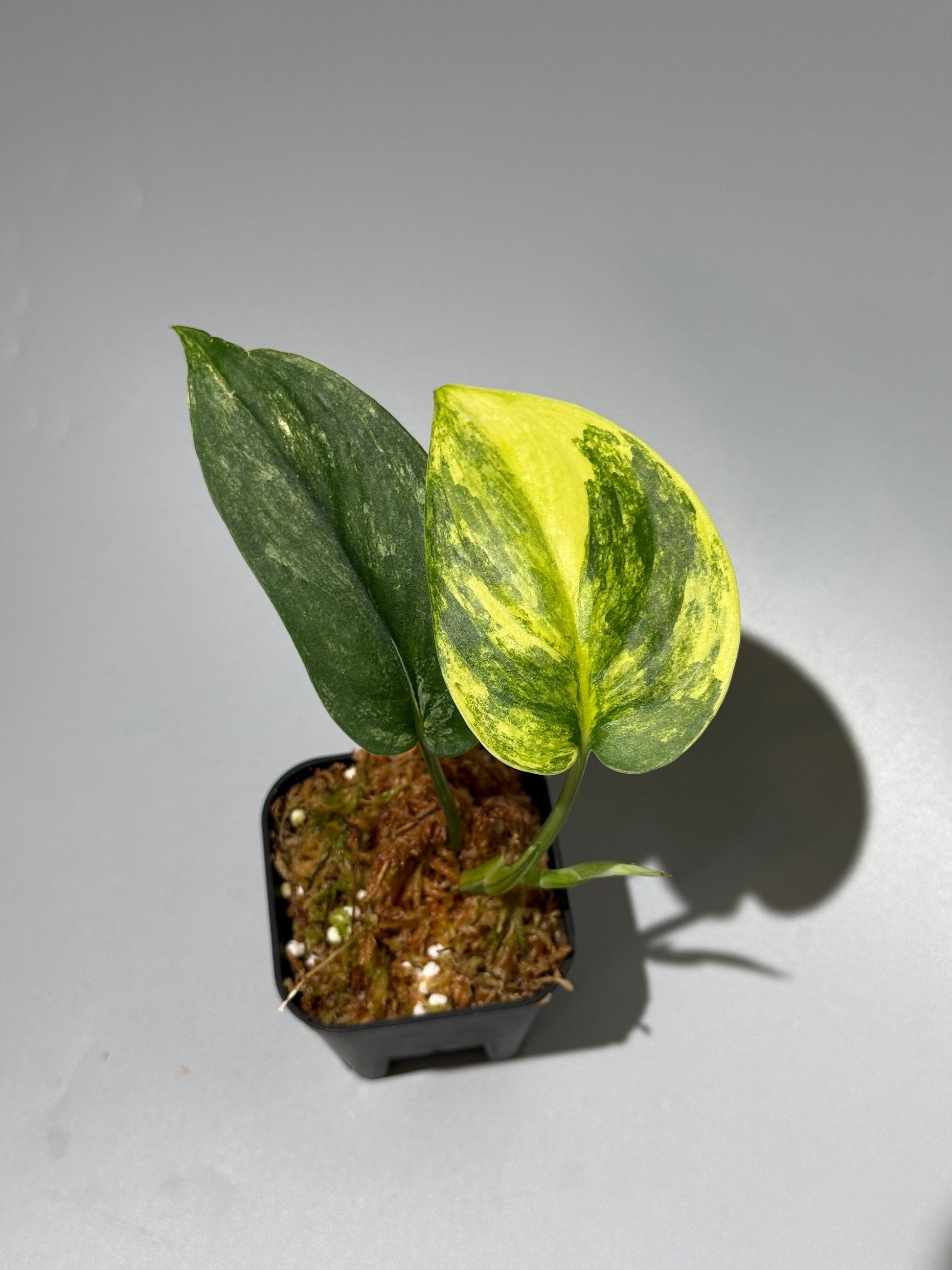 スキンダプサス ジェイドサテン オーレア  / Scindapsus Jadesatin aurea (3)