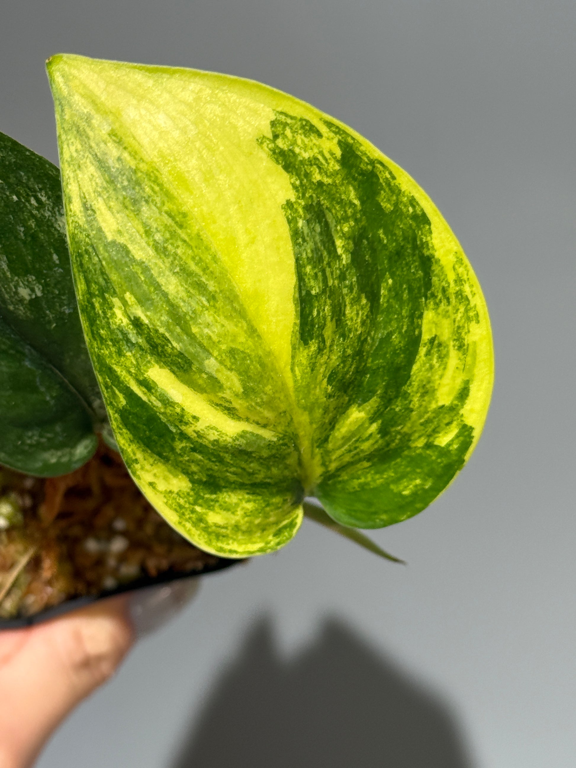 スキンダプサス ジェイドサテン オーレア  / Scindapsus Jadesatin aurea (3)