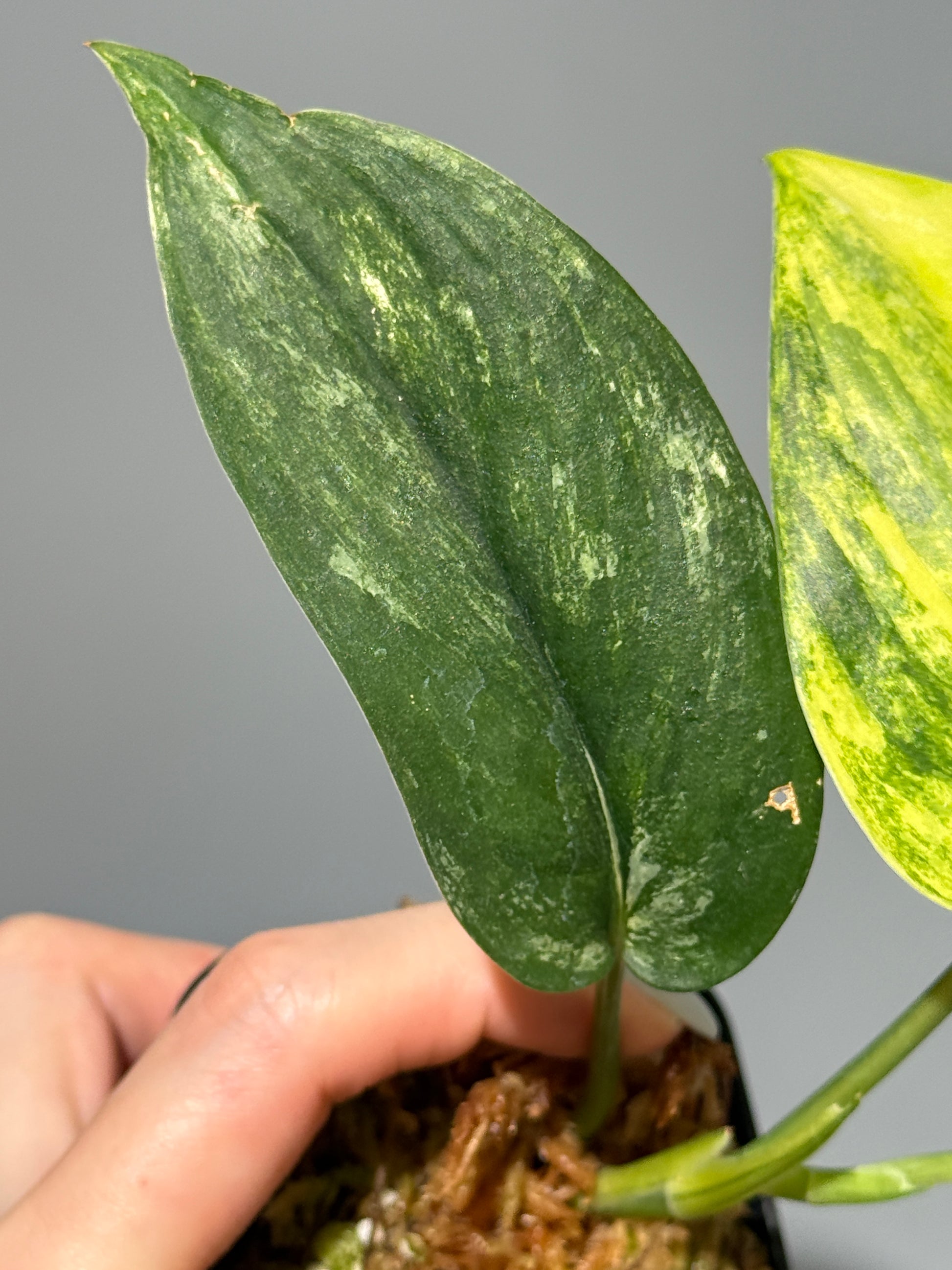 スキンダプサス ジェイドサテン オーレア  / Scindapsus Jadesatin aurea (3)