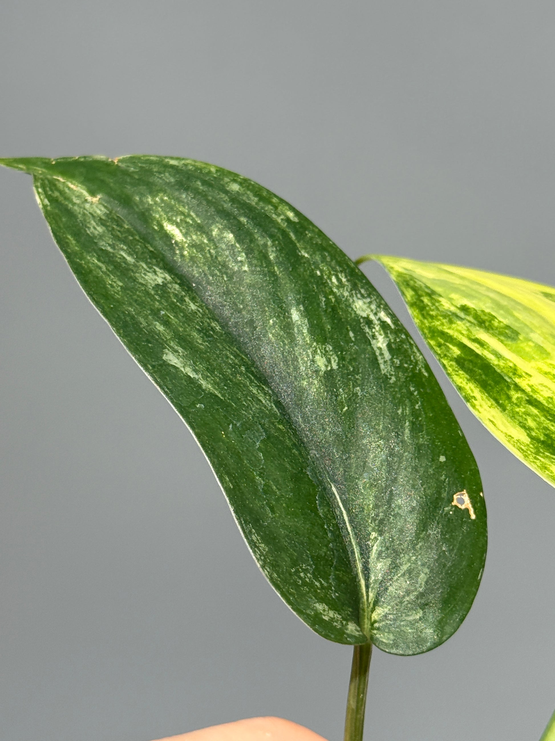 スキンダプサス ジェイドサテン オーレア  / Scindapsus Jadesatin aurea (3)