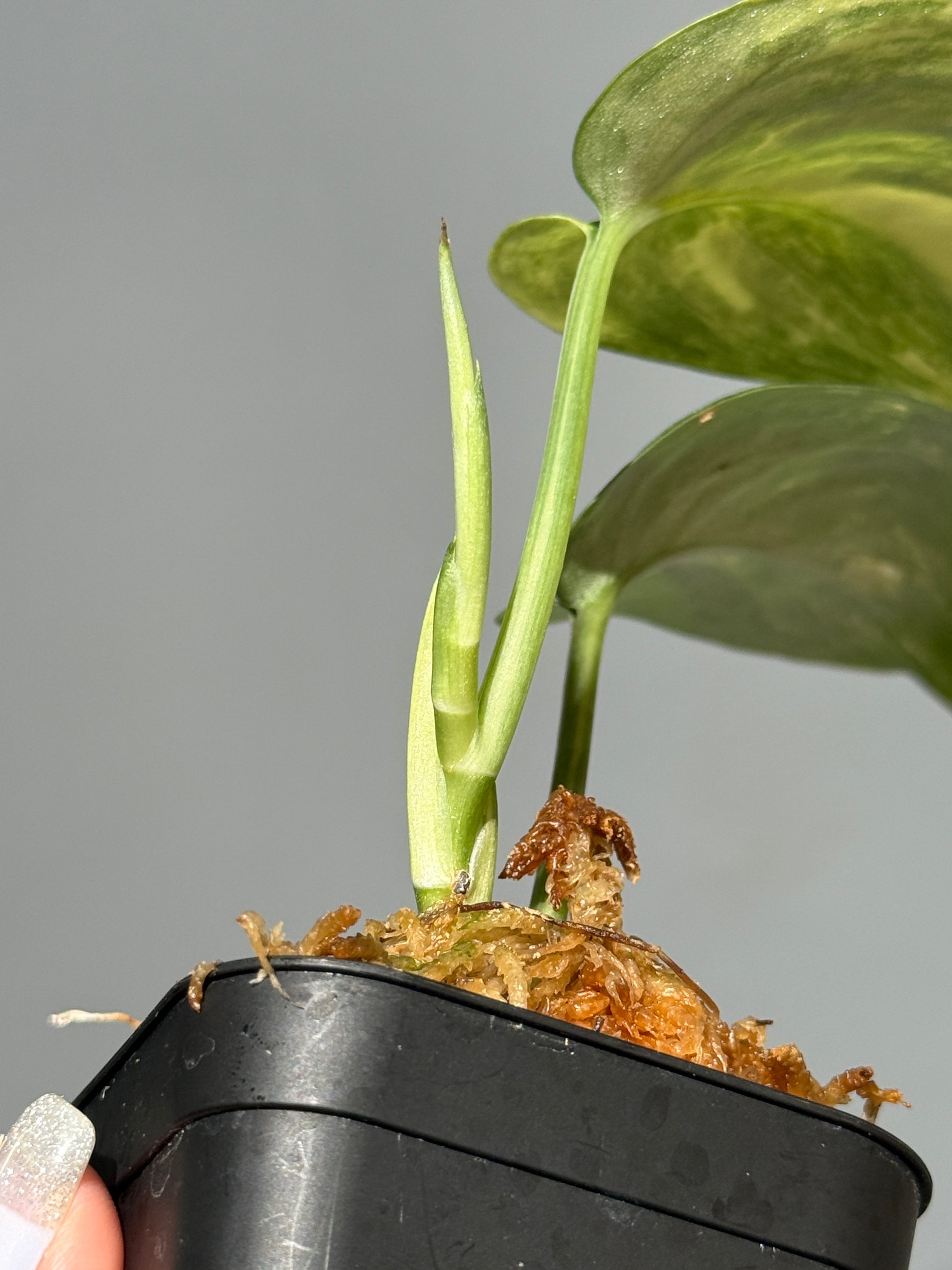 スキンダプサス ジェイドサテン オーレア  / Scindapsus Jadesatin aurea (3)