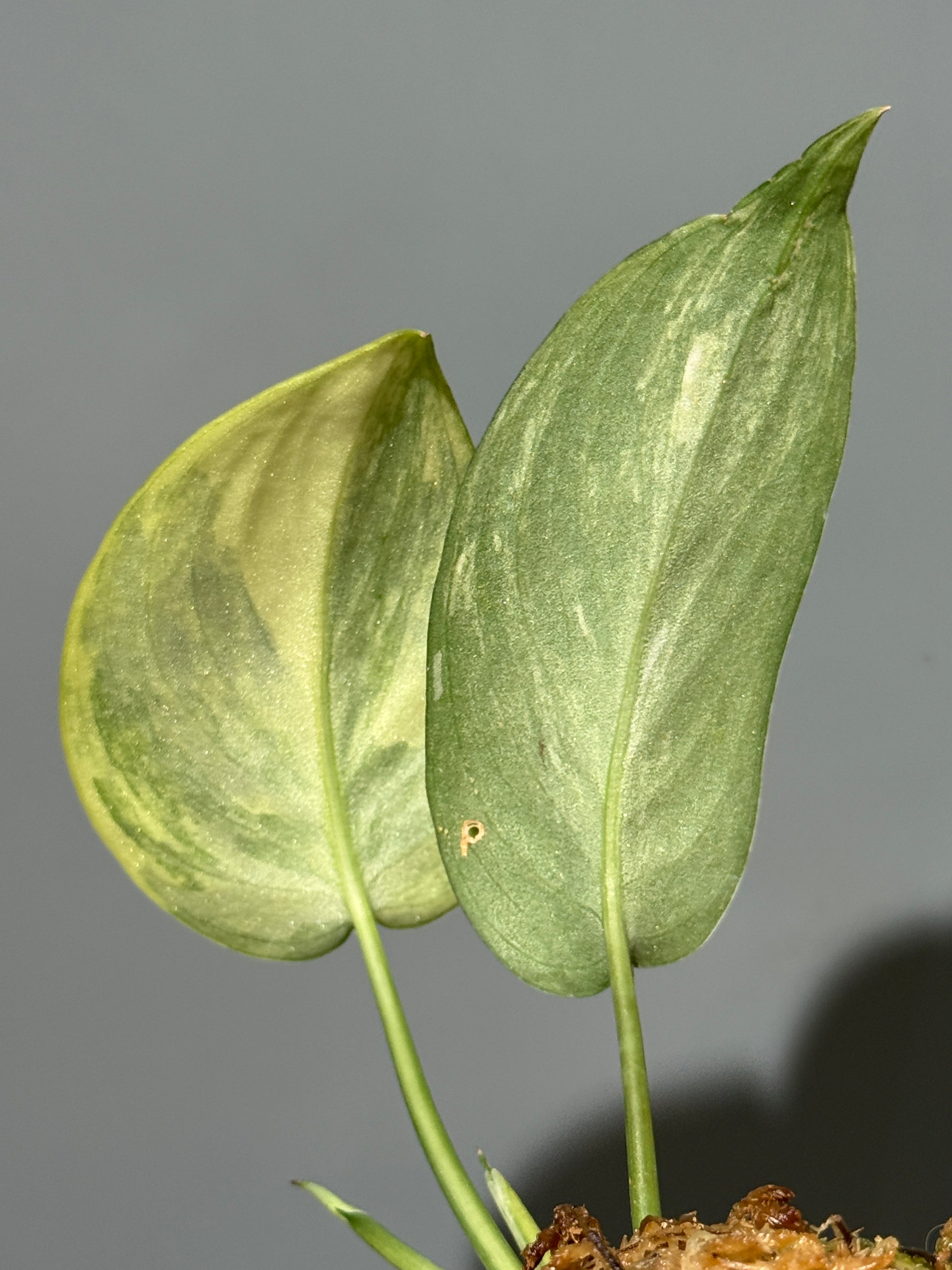 スキンダプサス ジェイドサテン オーレア  / Scindapsus Jadesatin aurea (3)