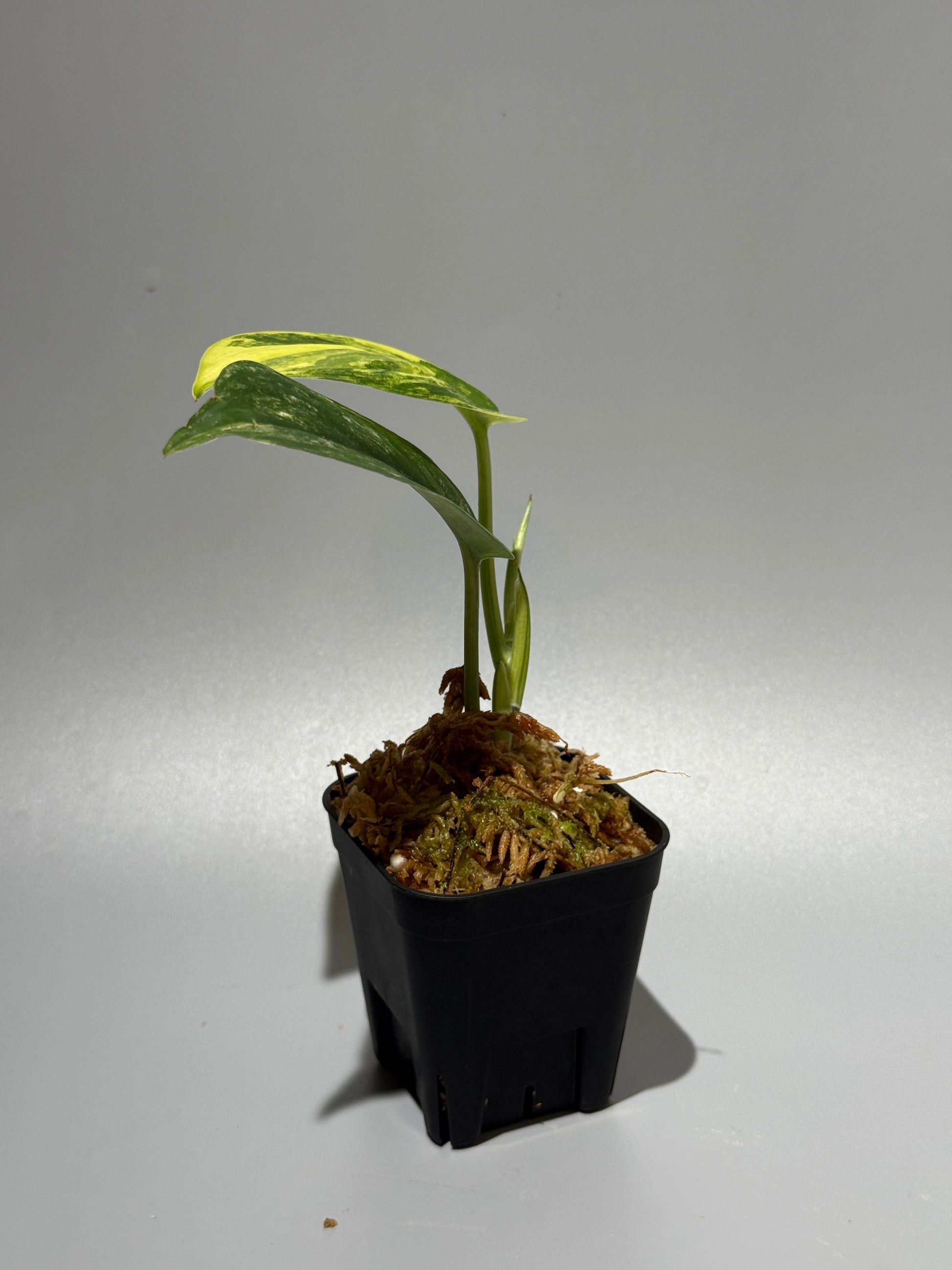 スキンダプサス ジェイドサテン オーレア  / Scindapsus Jadesatin aurea (3)