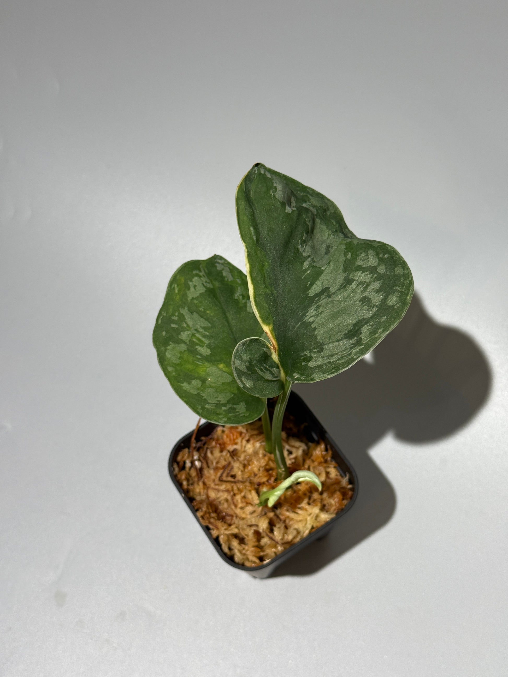 スキンダプサス イバタン  / Scindapsus Ibatan (2)