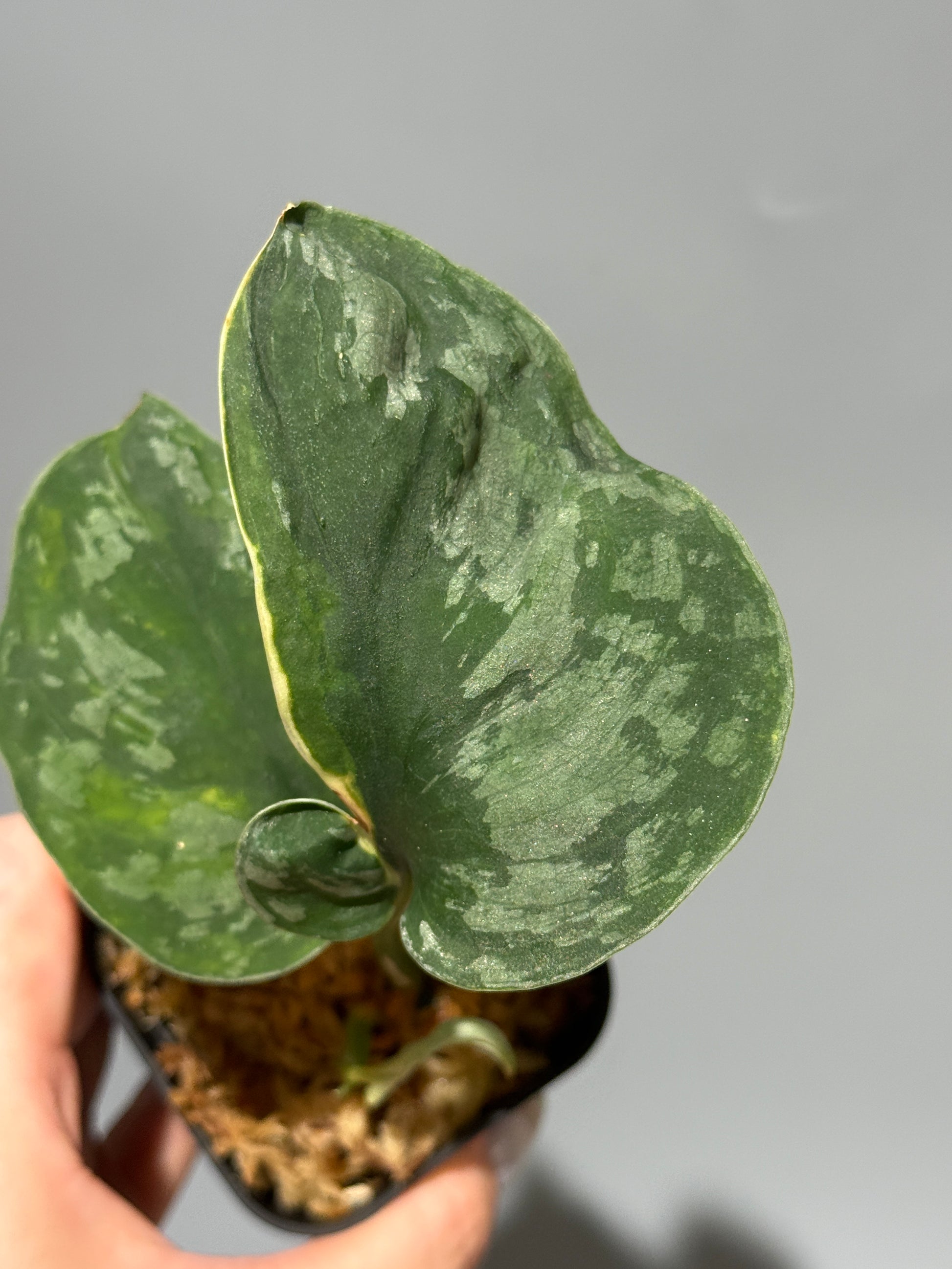 スキンダプサス イバタン  / Scindapsus Ibatan (2)