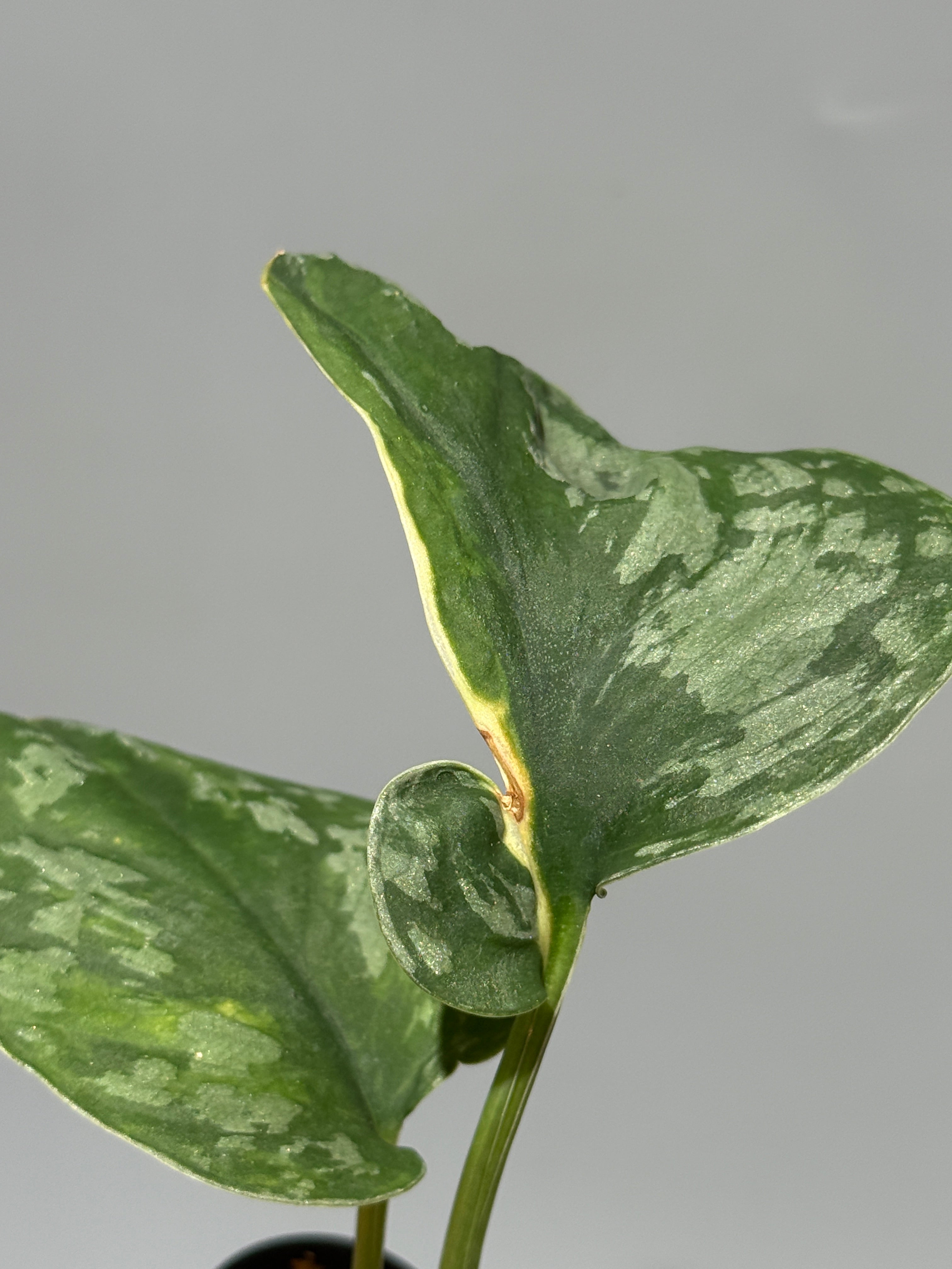 All Plants – Page 2 – Nakayama-Plants