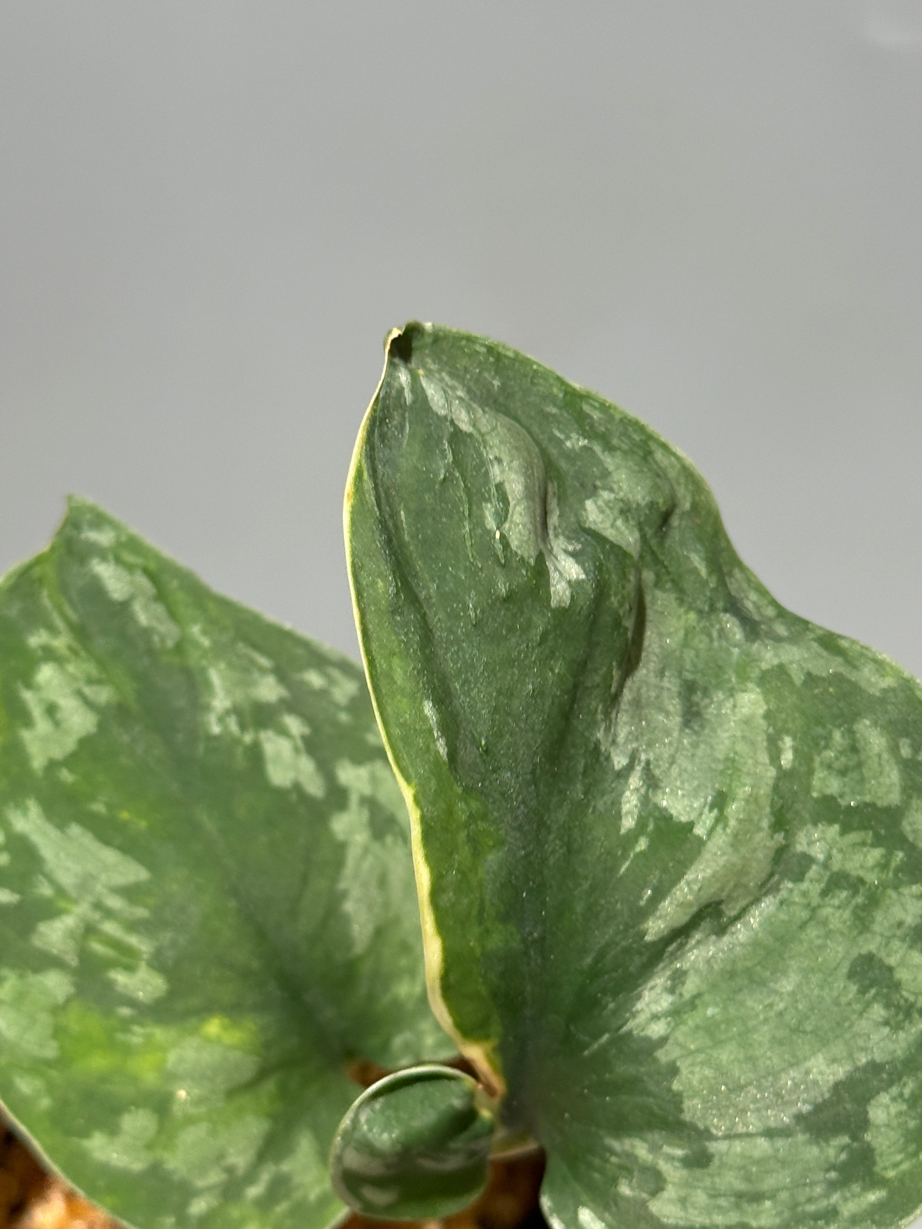 All Plants – Page 2 – Nakayama-Plants