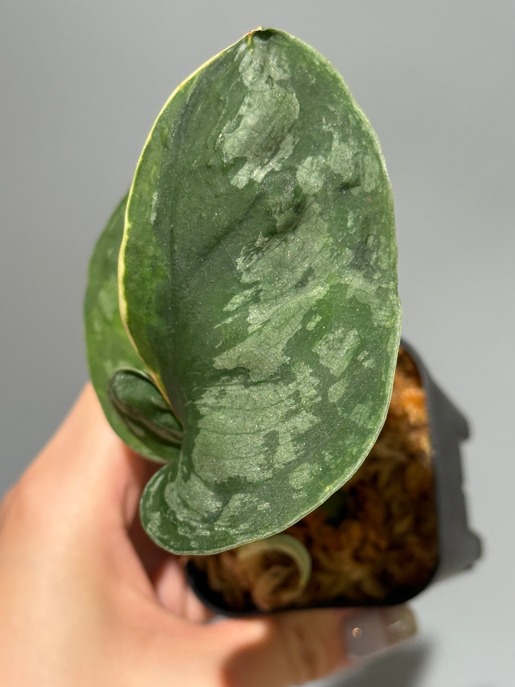 スキンダプサス イバタン  / Scindapsus Ibatan (2)