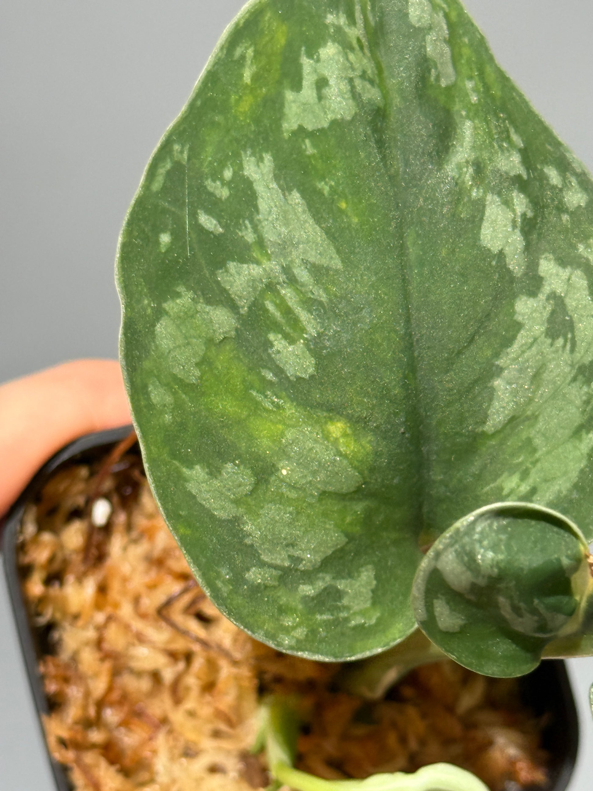 スキンダプサス イバタン  / Scindapsus Ibatan (2)