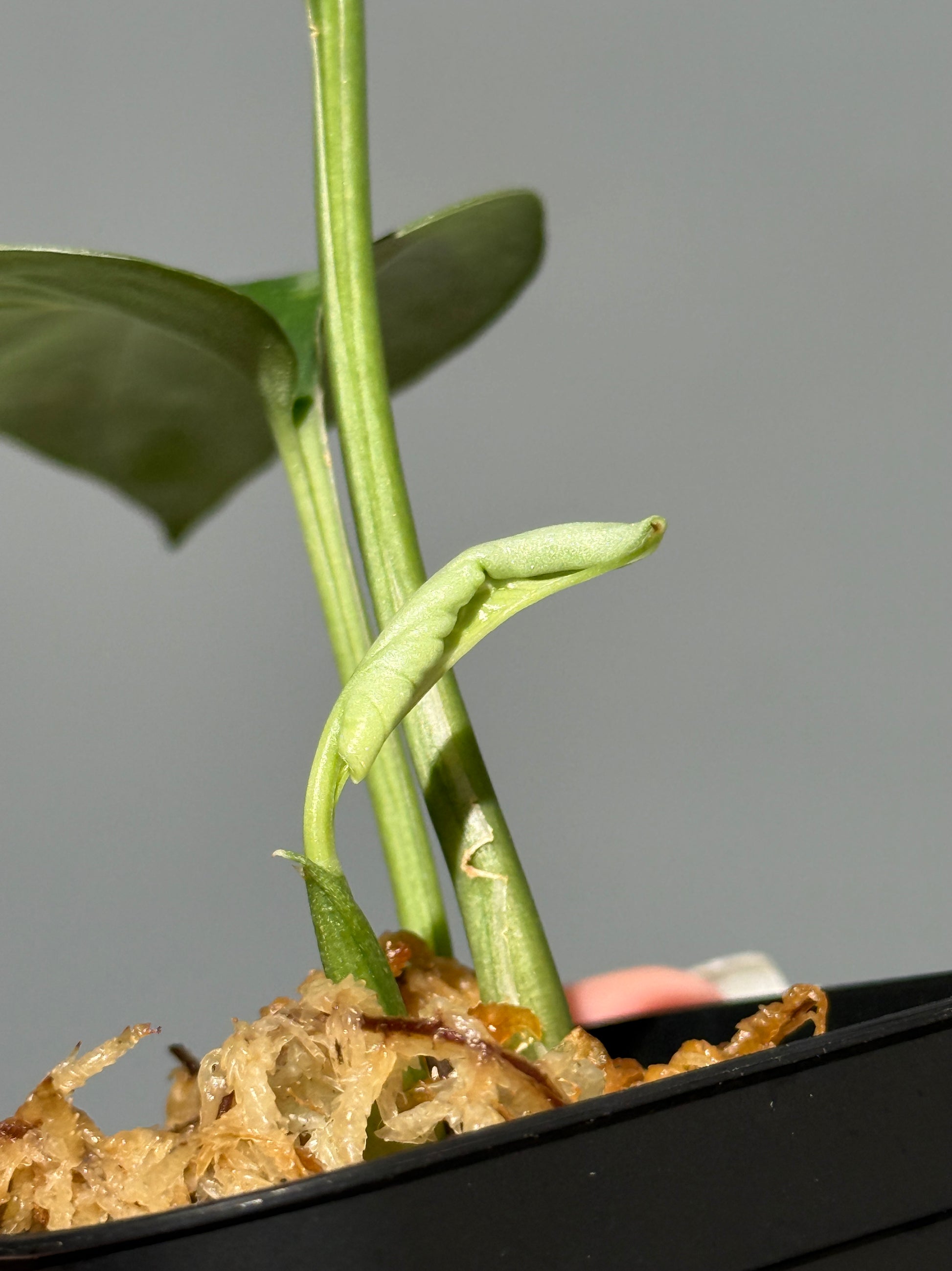 スキンダプサス イバタン  / Scindapsus Ibatan (2)