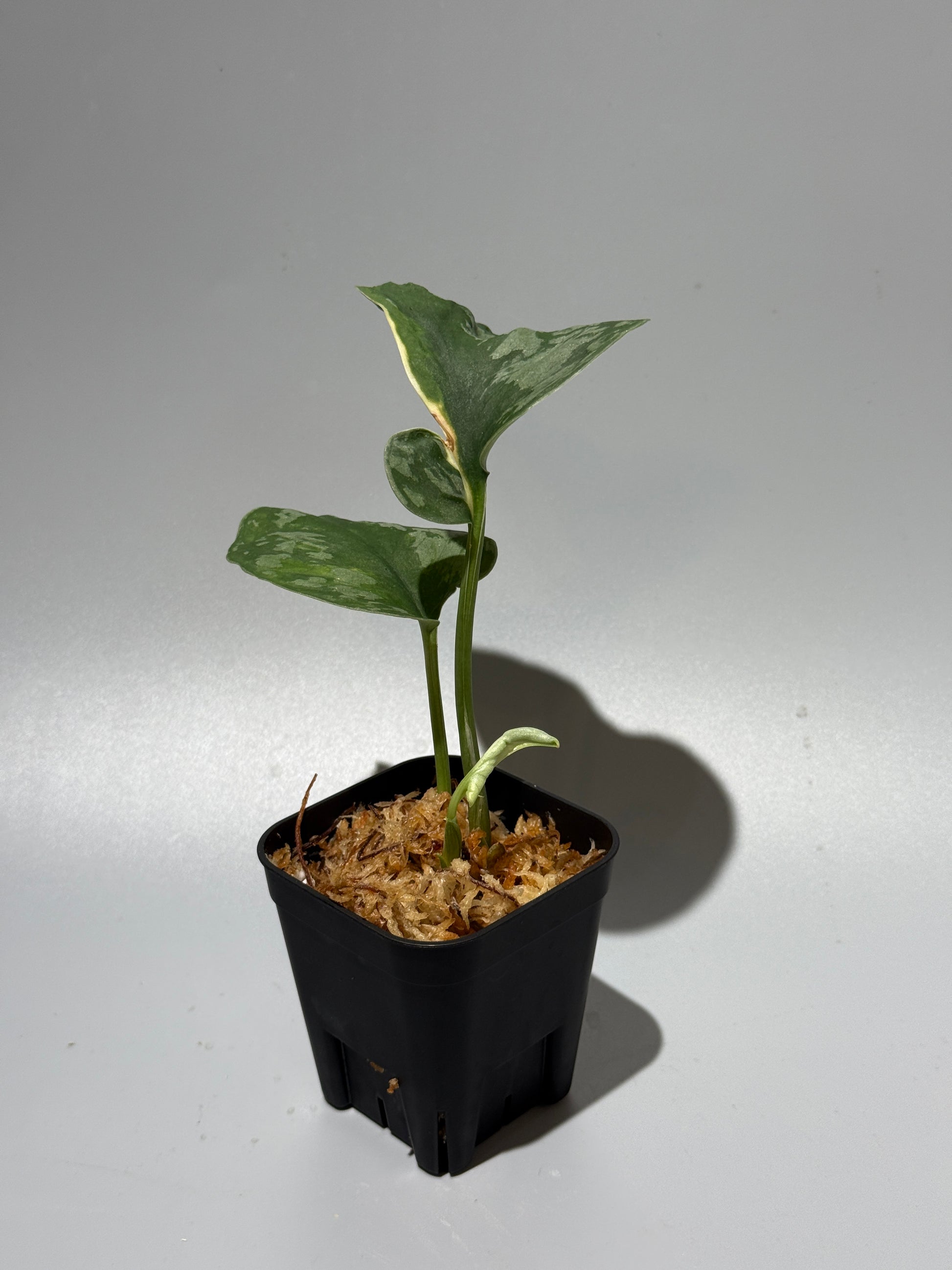 スキンダプサス イバタン  / Scindapsus Ibatan (2)
