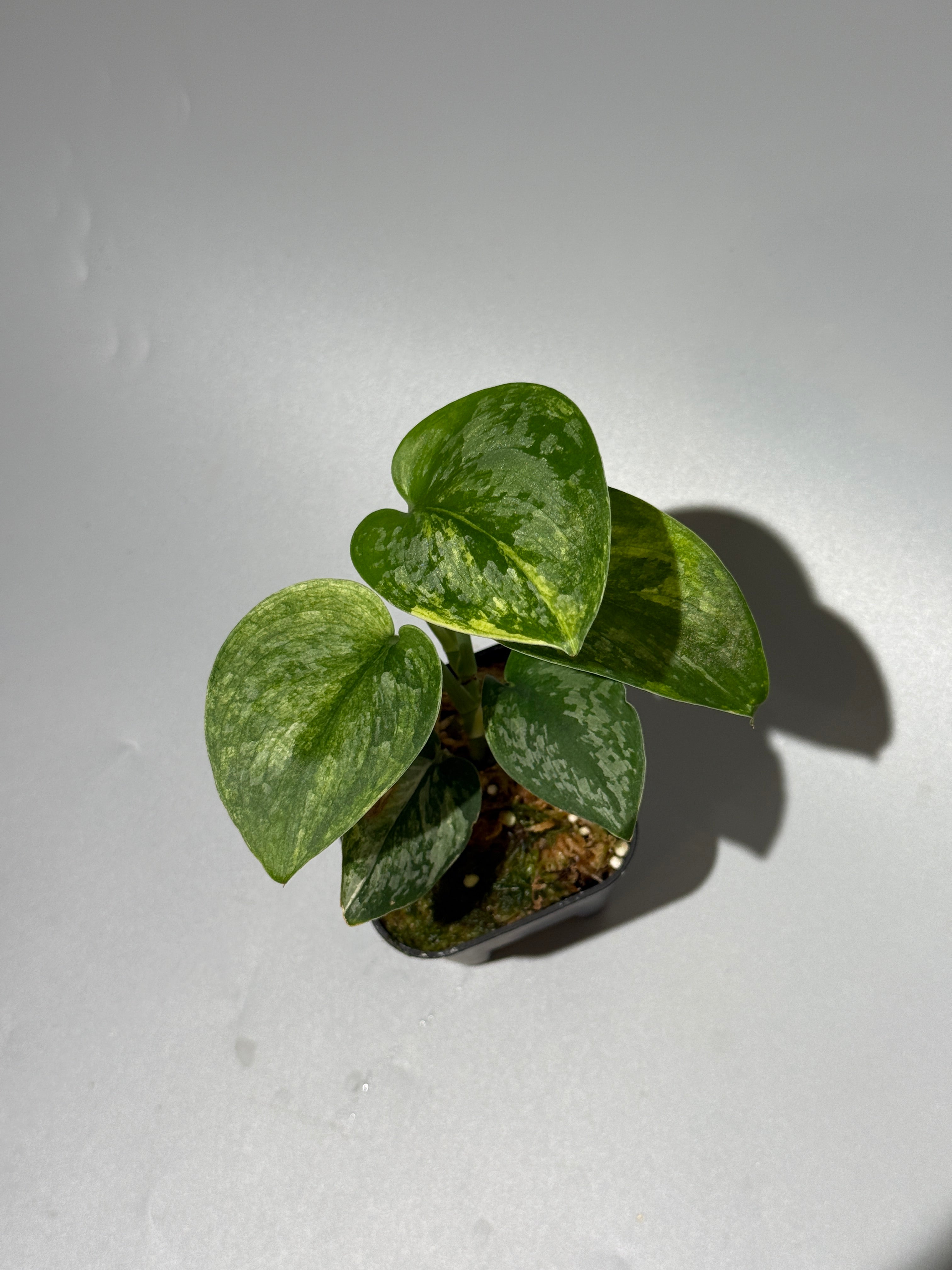 All Plants – Page 2 – Nakayama-Plants